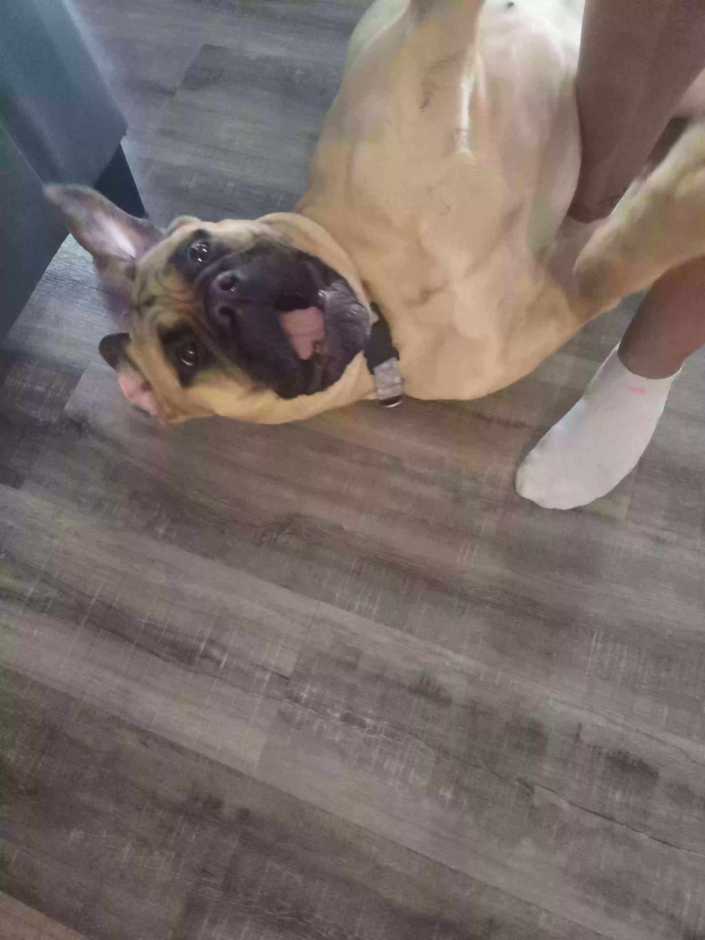 adoptable Dog in Colorado Springs,CO named phoenix
