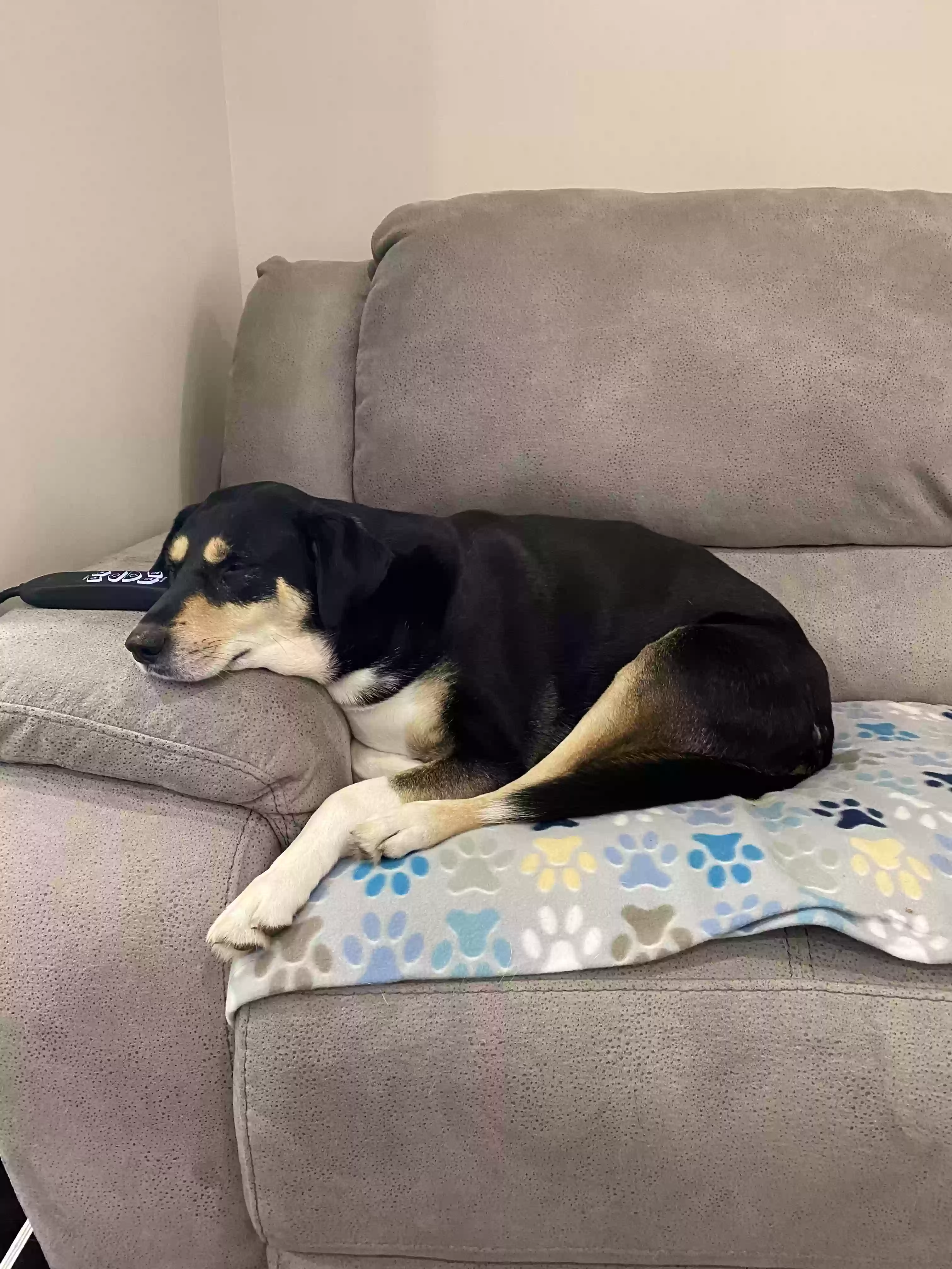 adoptable Dog in Stafford,VA named Layla