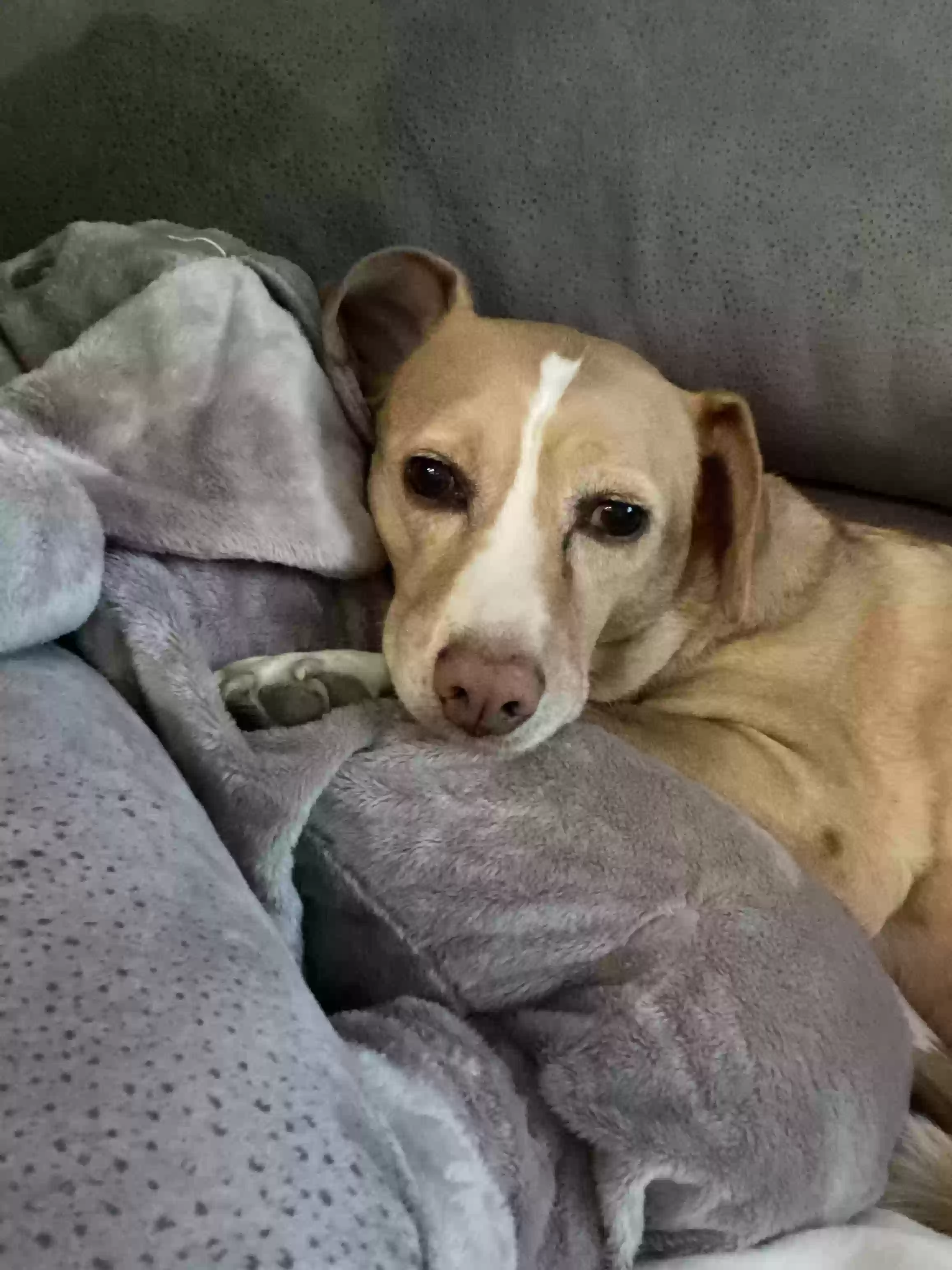 adoptable Dog in Stafford,VA named Liberty