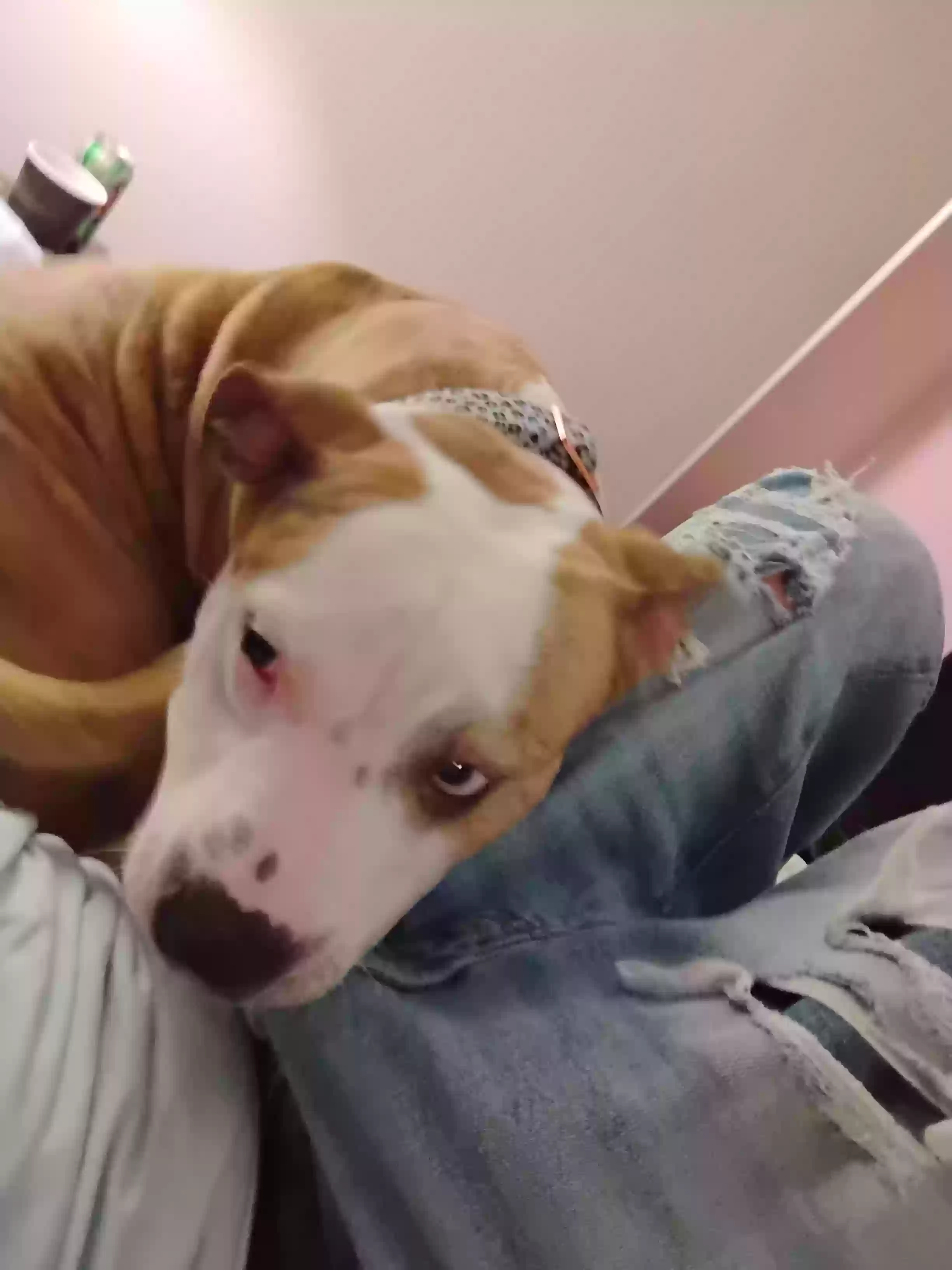 adoptable Dog in Huntington,WV named Pup