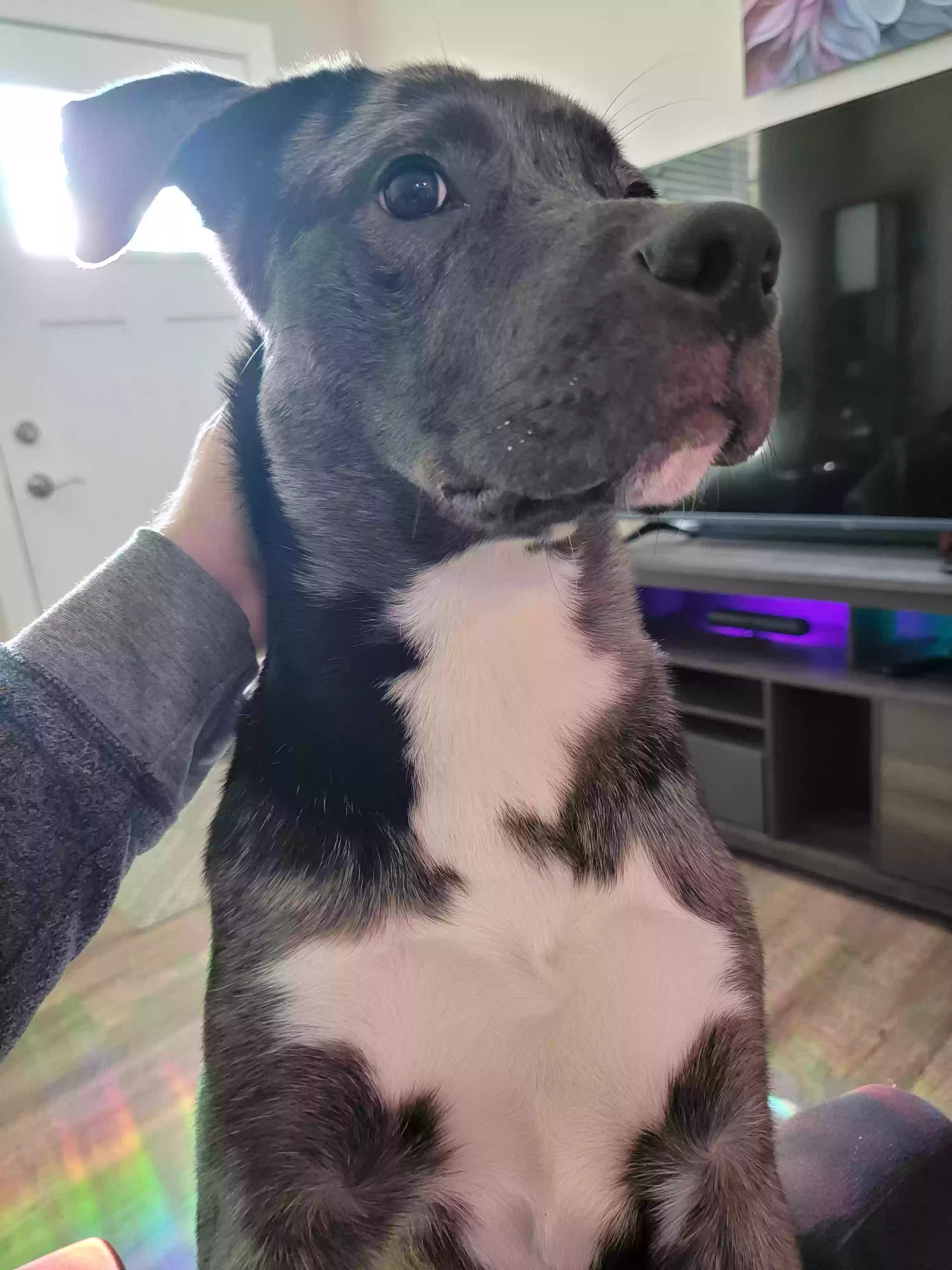 adoptable Dog in Grove City,OH named Jack