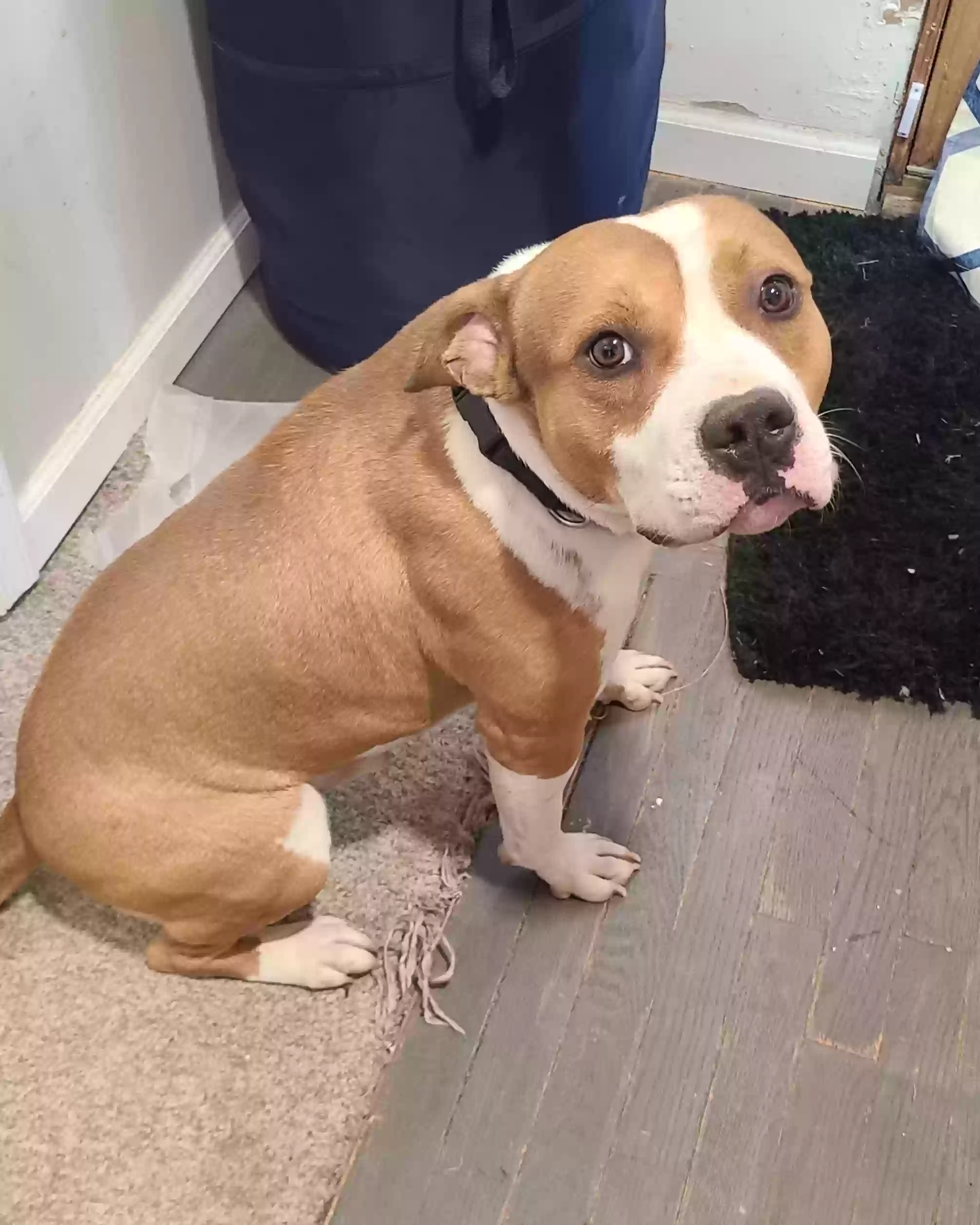 adoptable Dog in Upper Marlboro,MD named Jab