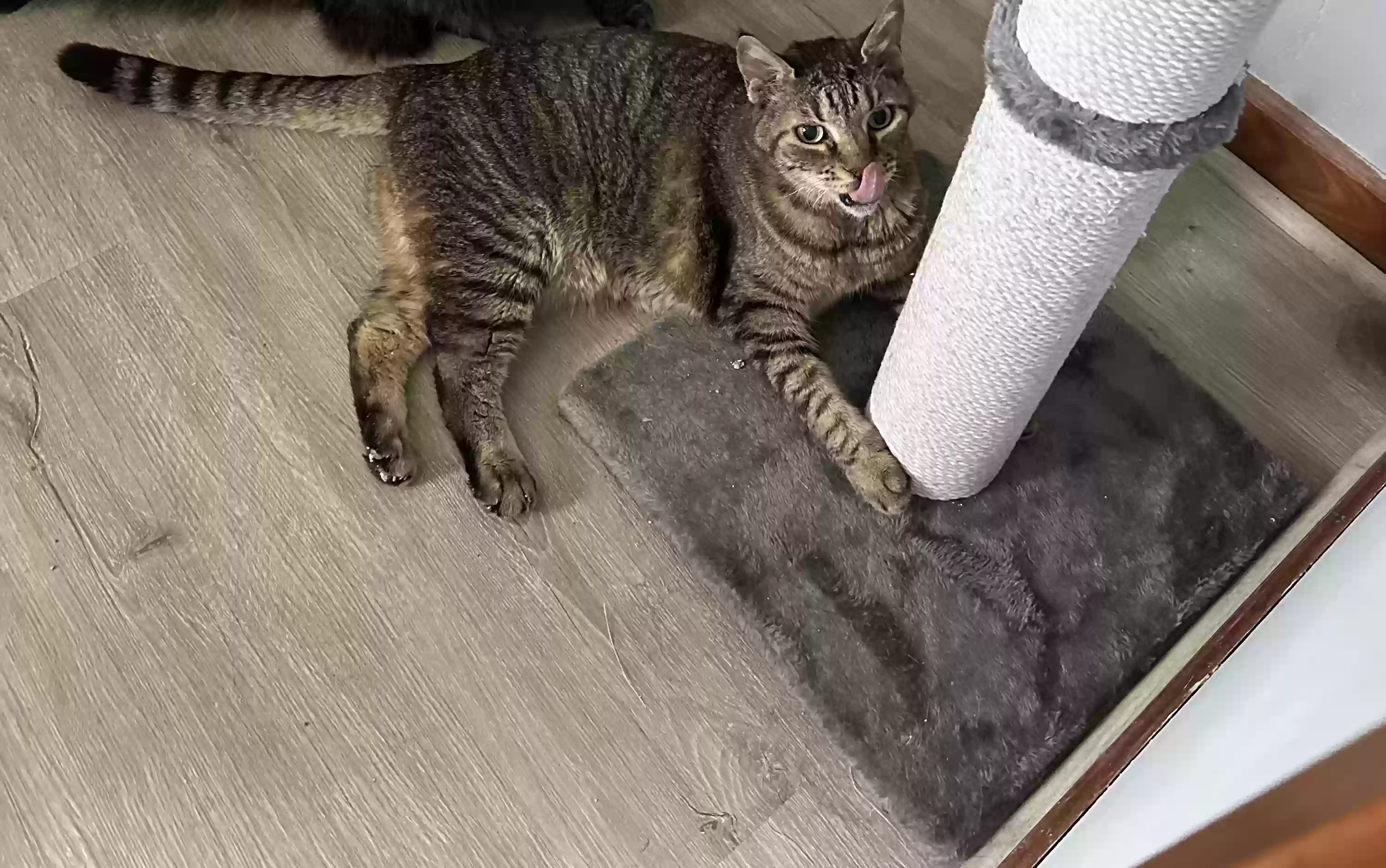 adoptable Cat in Fort Wayne,IN named Cookie