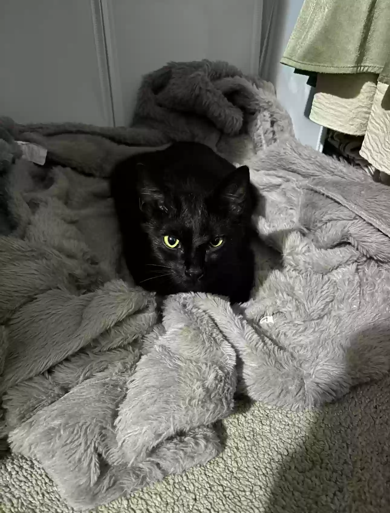 adoptable Cat in Woodstock,GA named Lucy