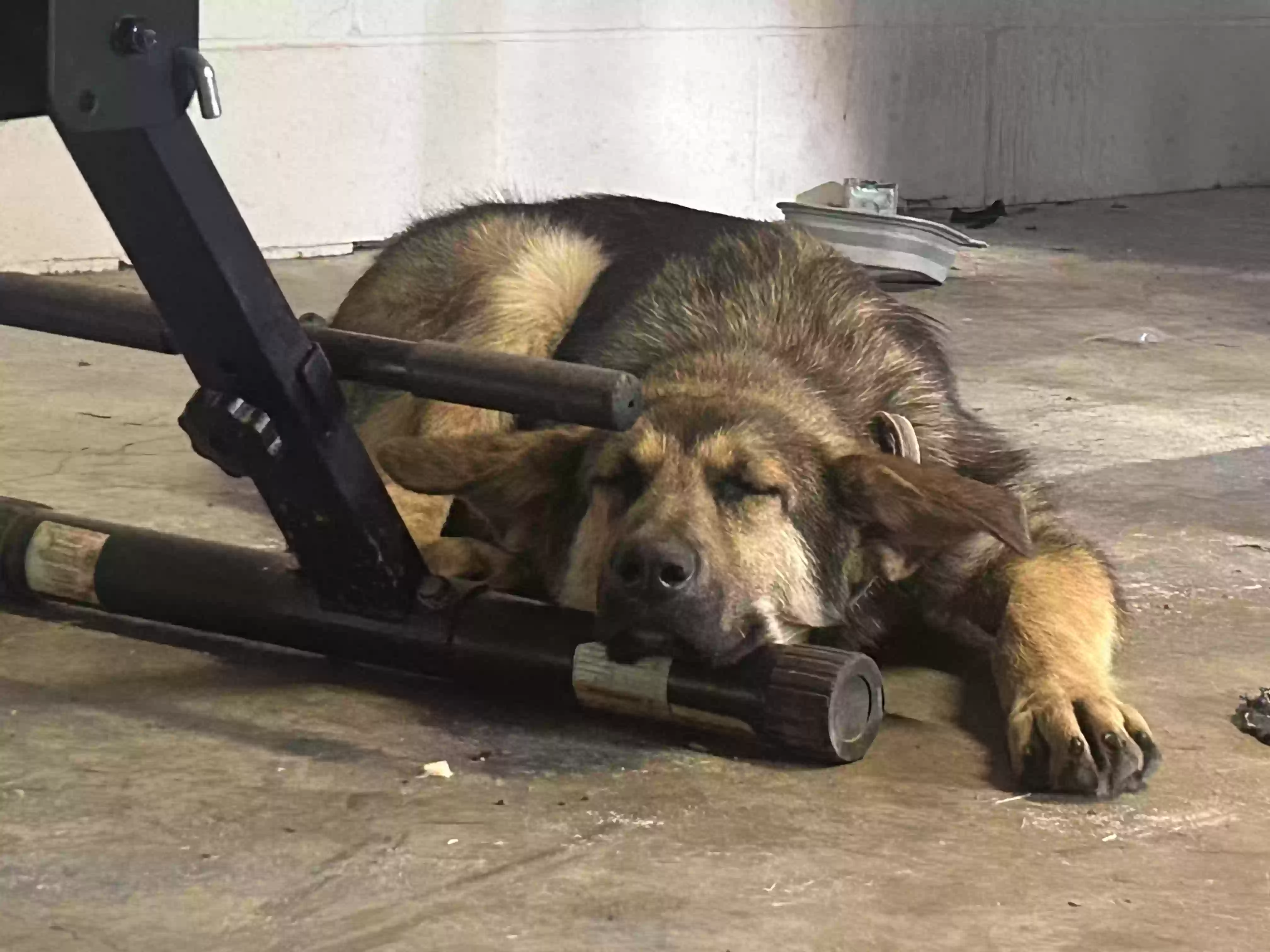 adoptable Dog in Amarillo,TX named Khan
