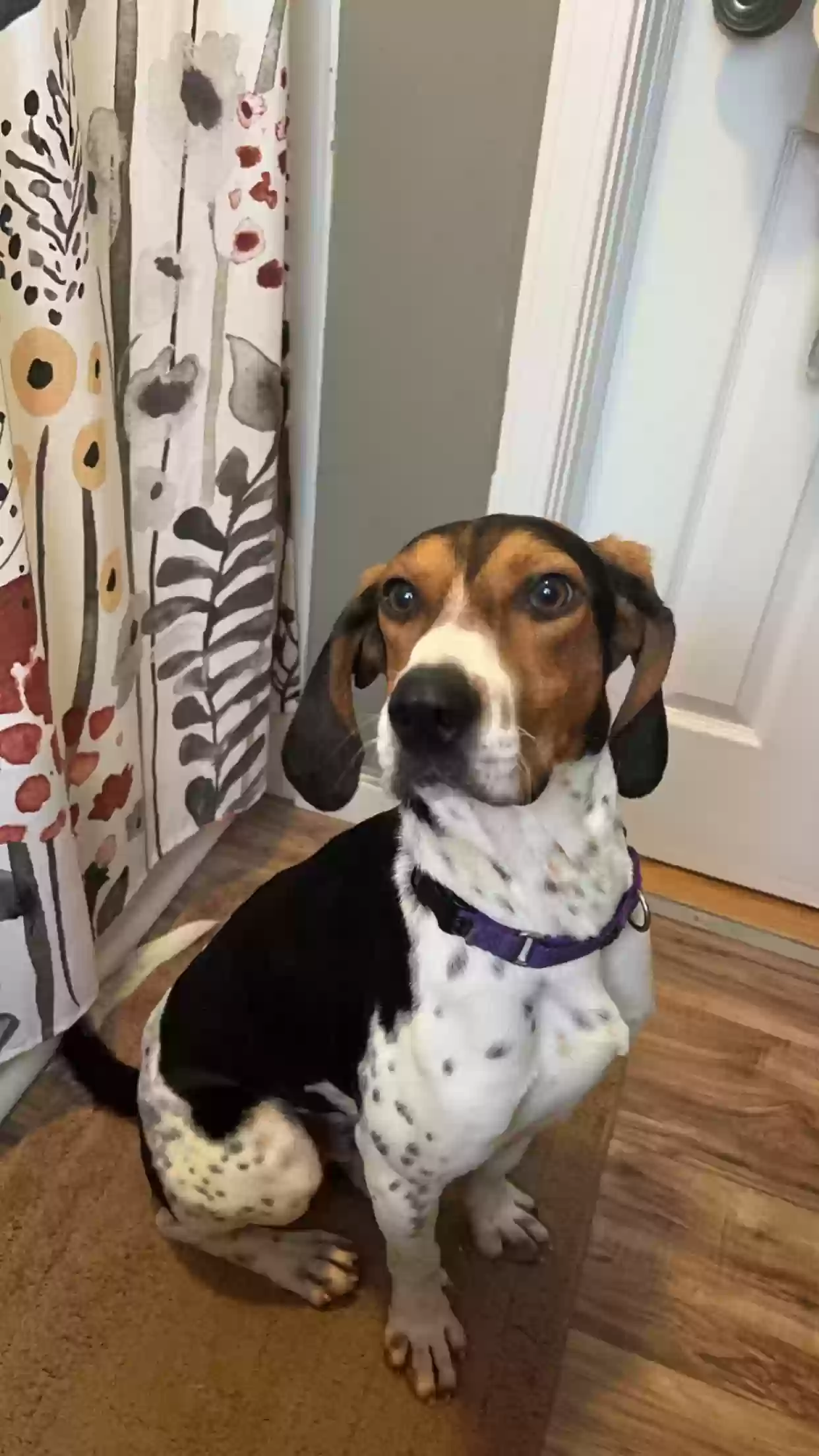 adoptable Dog in Otsego,MI named Ford