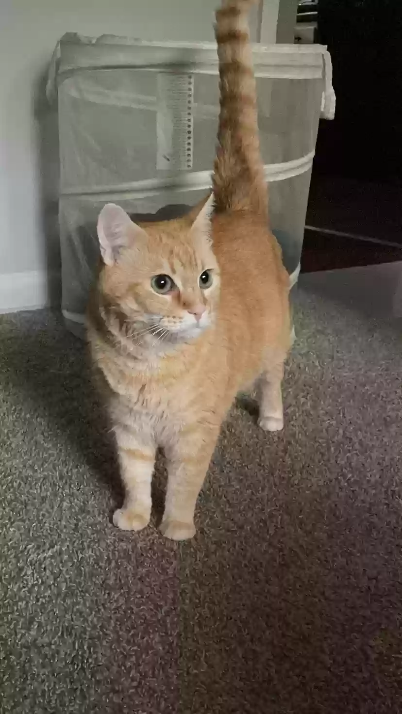 adoptable Cat in Atlanta,GA named Blue