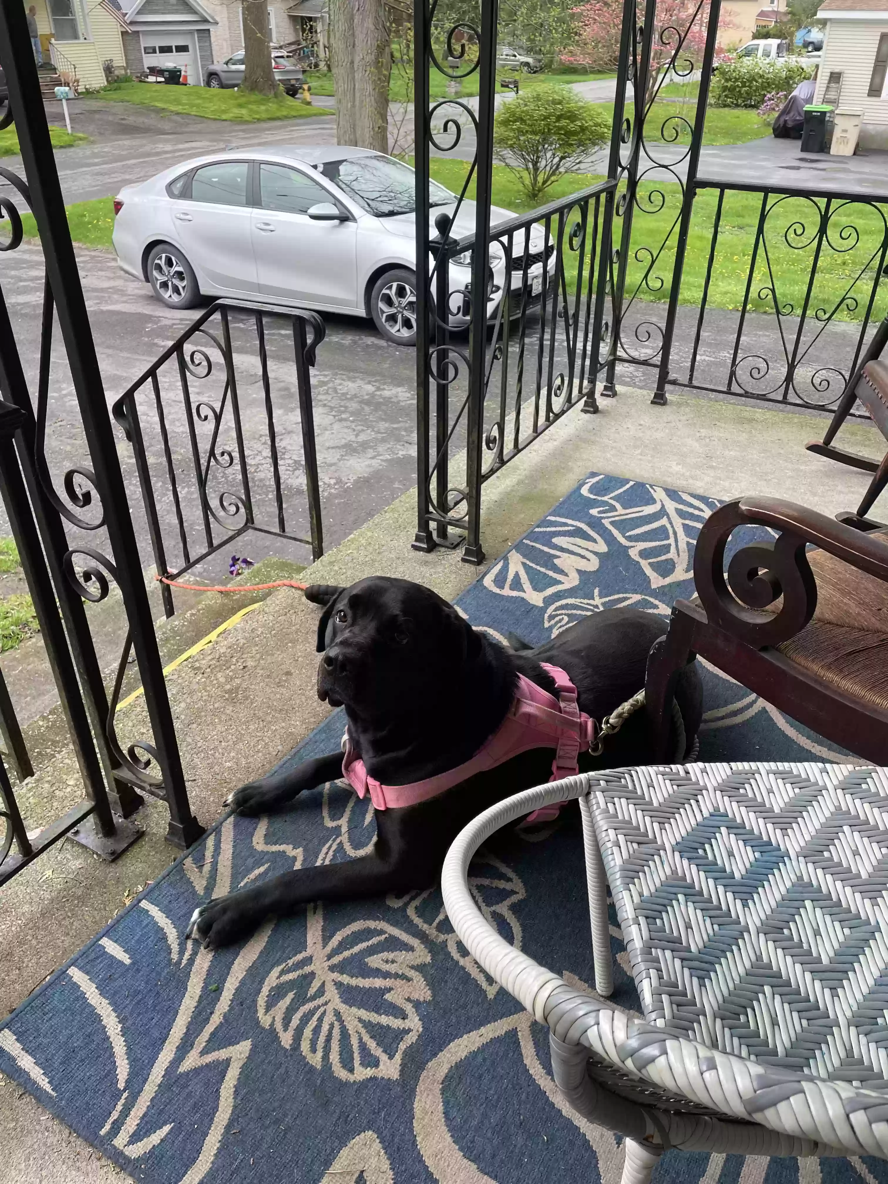 adoptable Dog in Red Creek,NY named KC