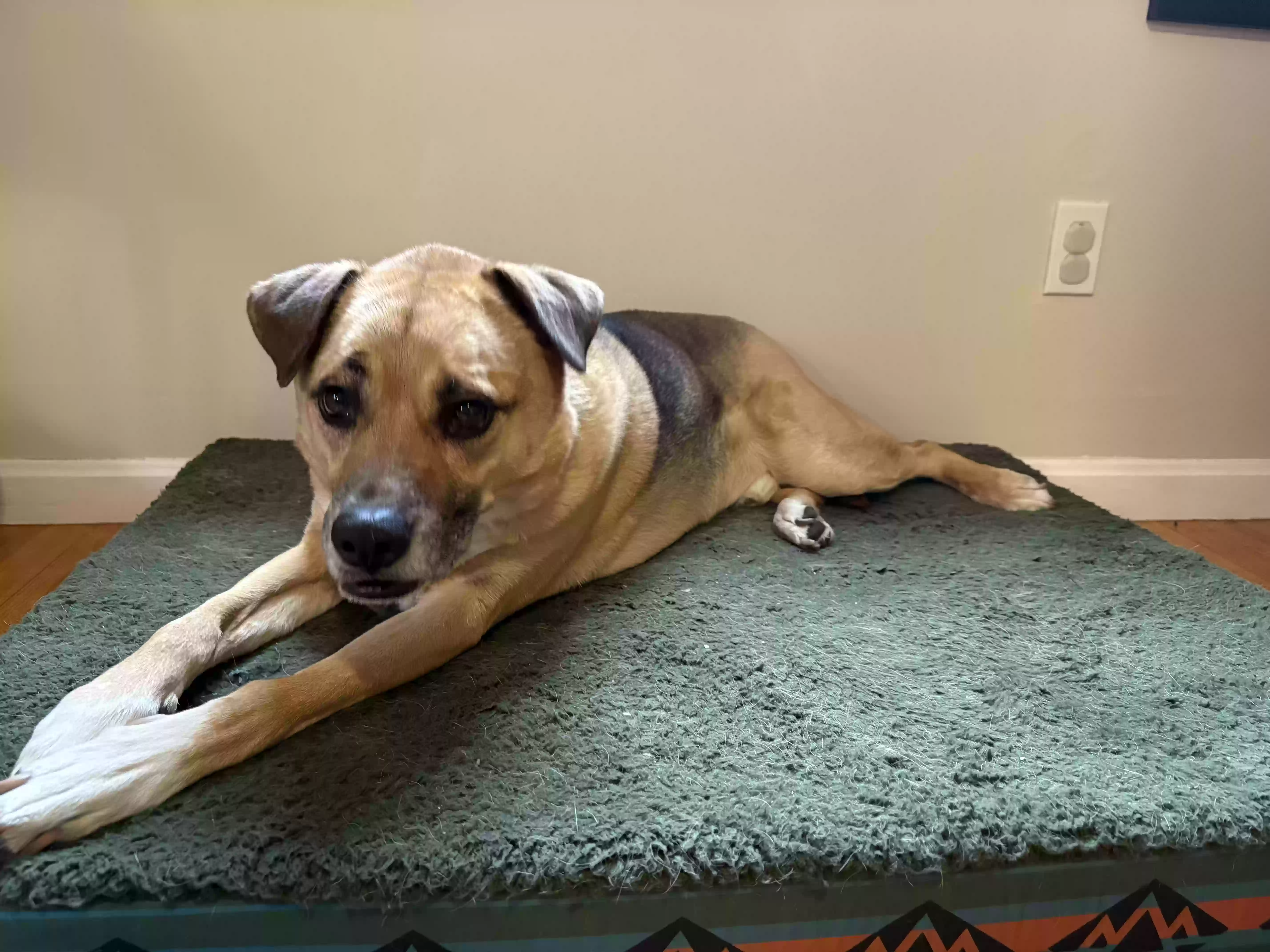 adoptable Dog in Wilbraham,MA named Caesar