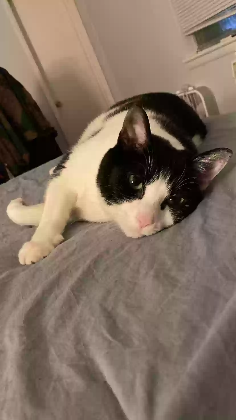 adoptable Cat in Atlanta,GA named Moo-Moo