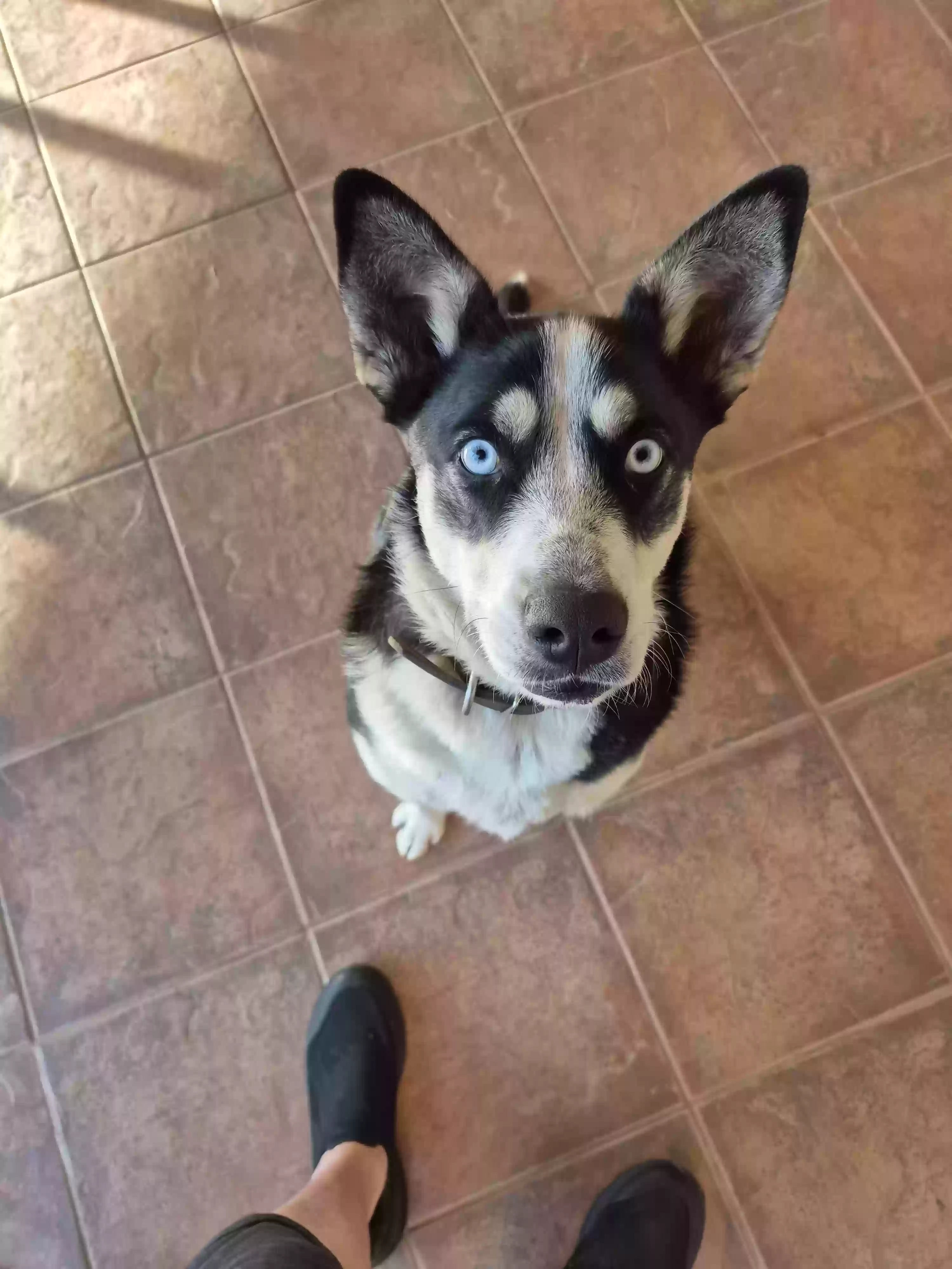 adoptable Dog in Hobart,OK named Willow