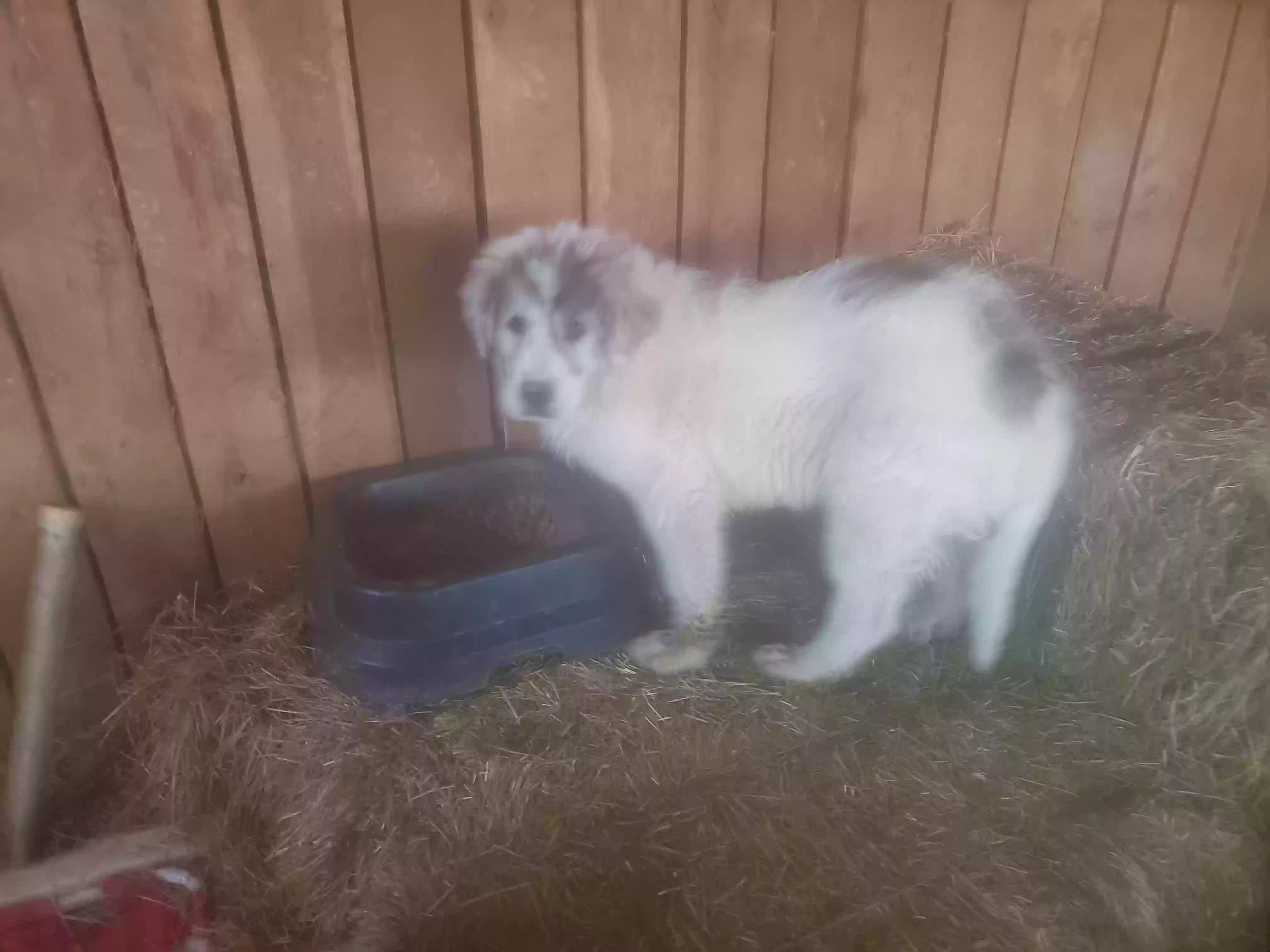 adoptable Dog in Gladstone,VA named Three six month pups