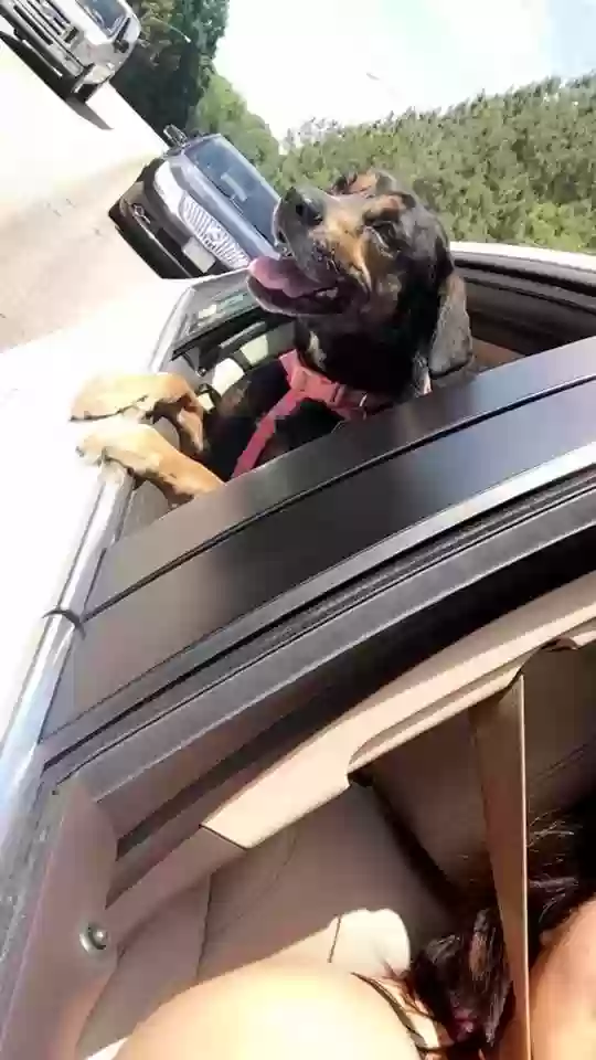 adoptable Dog in Benson,NC named Ella
