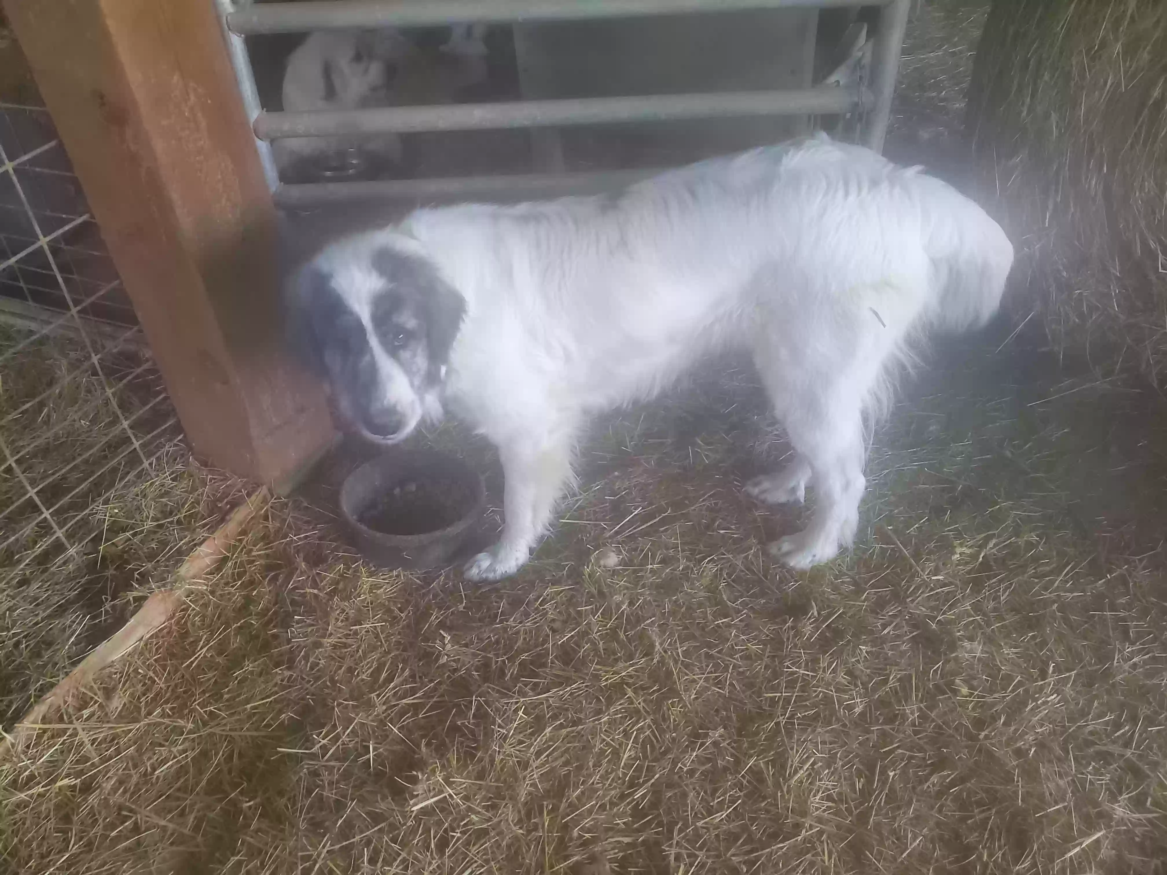 adoptable Dog in Gladstone,VA named Anna