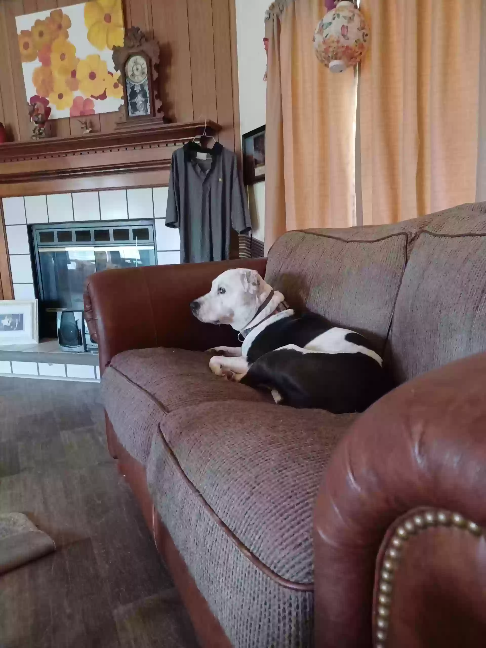 adoptable Dog in North Augusta,SC named Cali