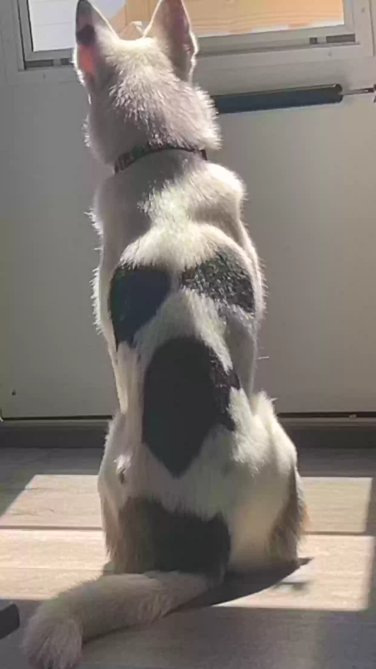 adoptable Dog in Casco,MI named Otis