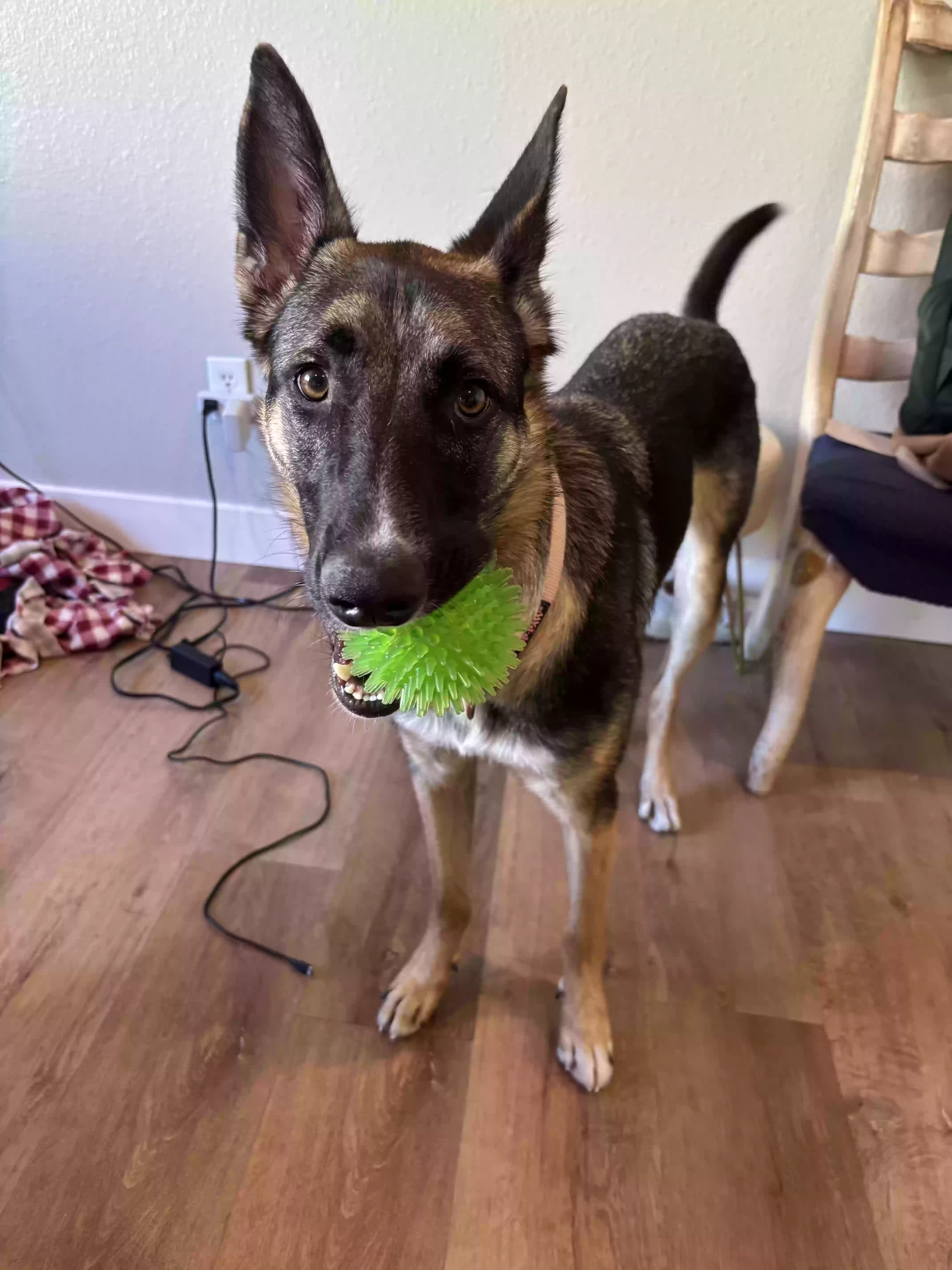adoptable Dog in Santa Clara,CA named Goose