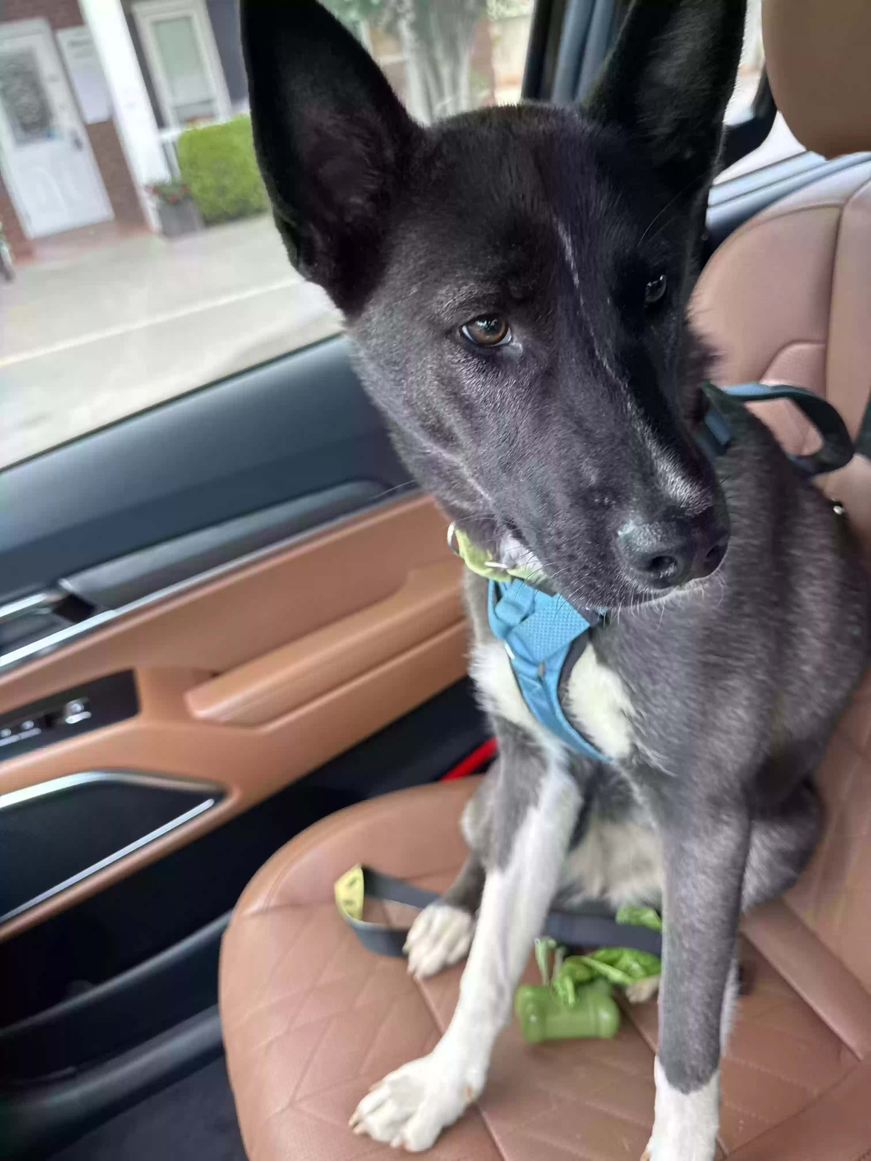 adoptable Dog in Roswell,GA named Misty