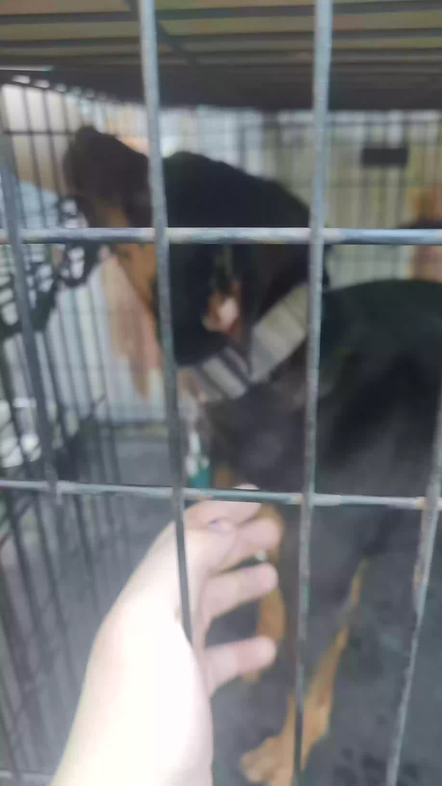 adoptable Dog in Mineola,TX named Edgar Allen Poe