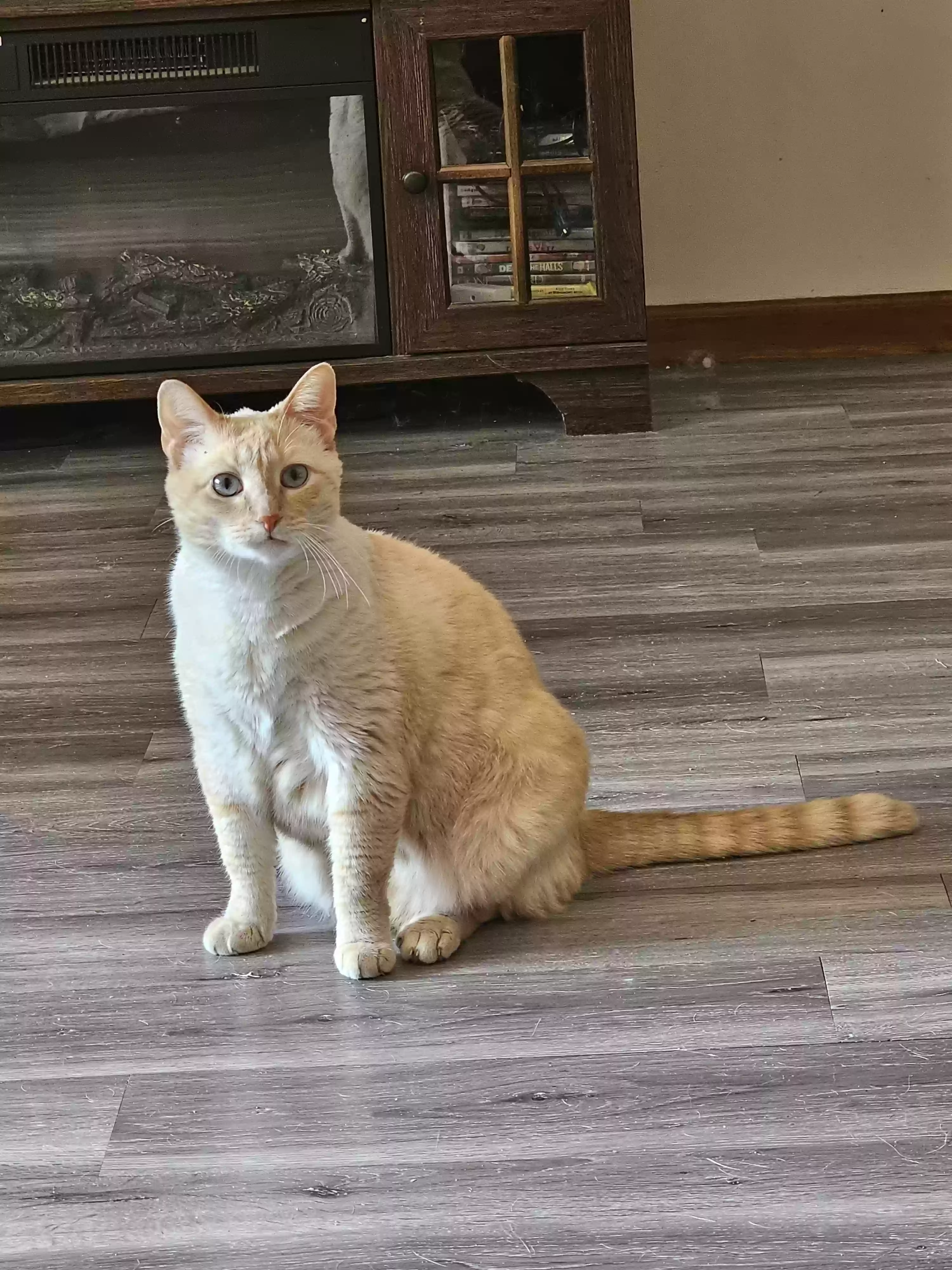 adoptable Cat in East China,MI named