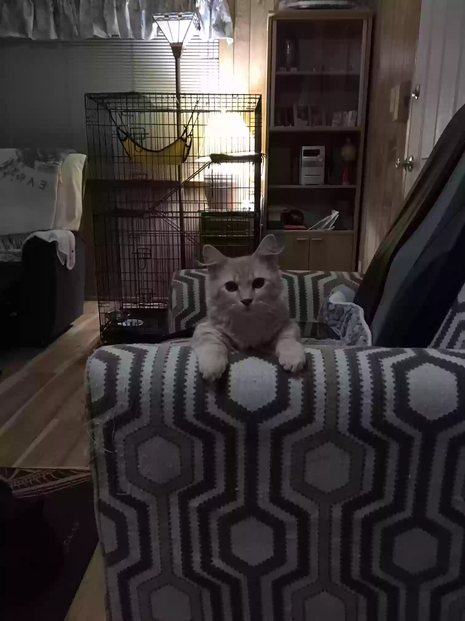 adoptable Cat in Lomita,CA named Nemo