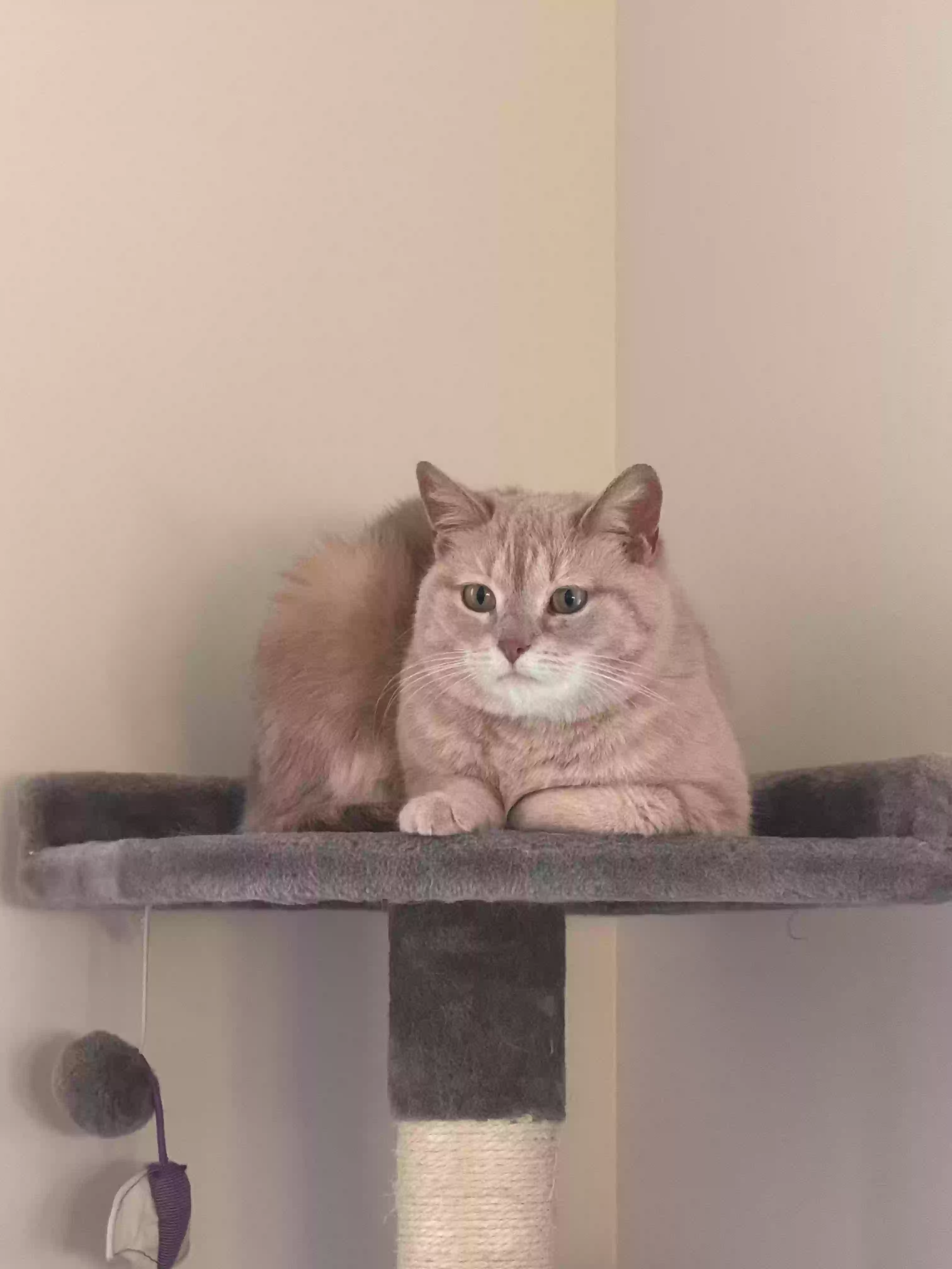 adoptable Cat in Spring Lake,MI named Belle