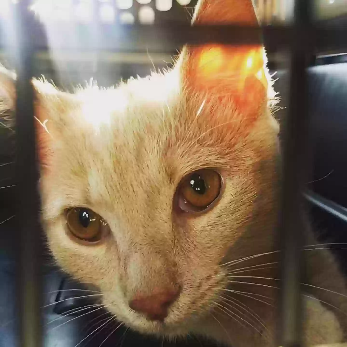 adoptable Cat in Evans,CO named Elodie
