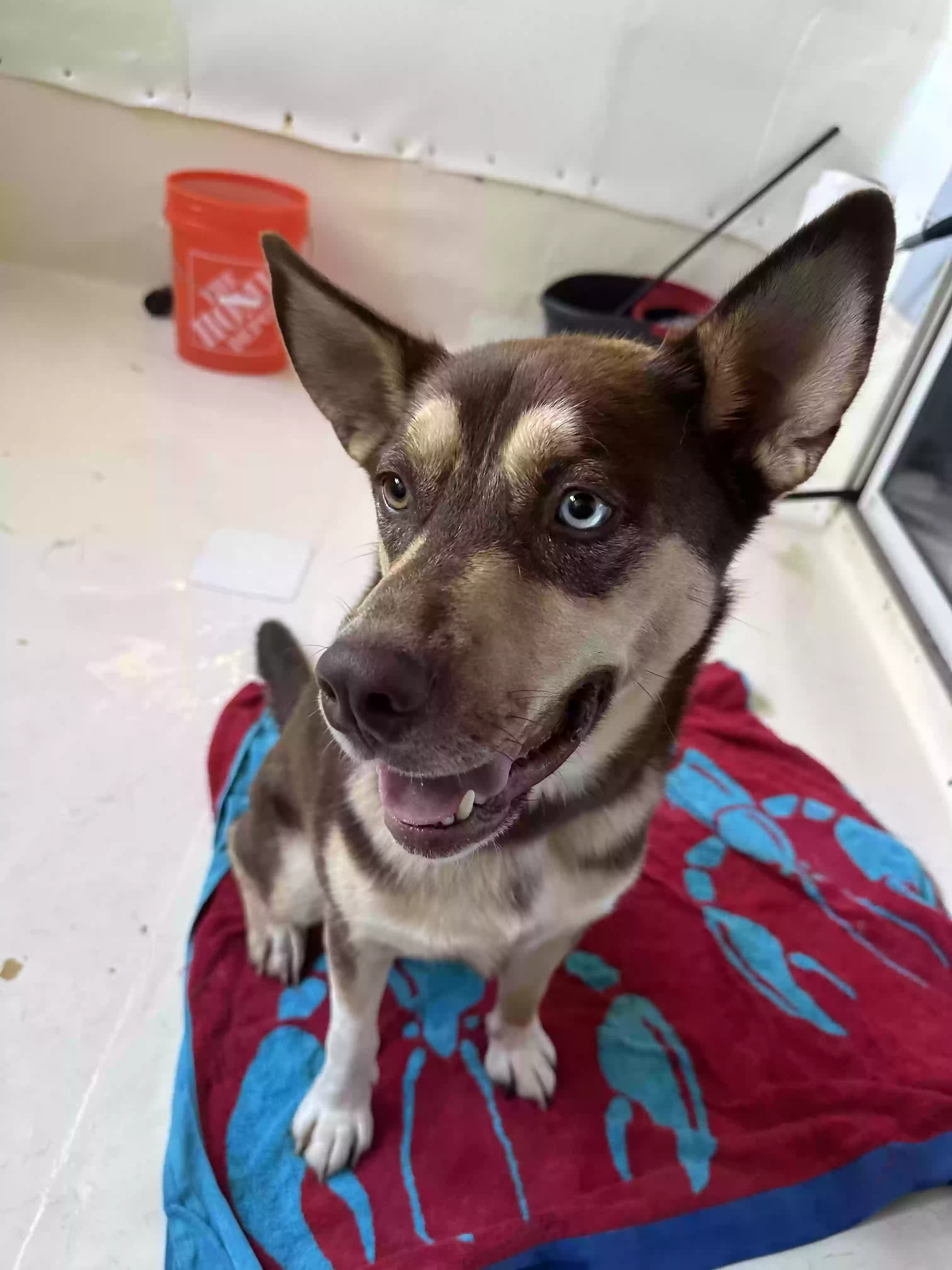 adoptable Dog in Lawrenceville,GA named Zeus