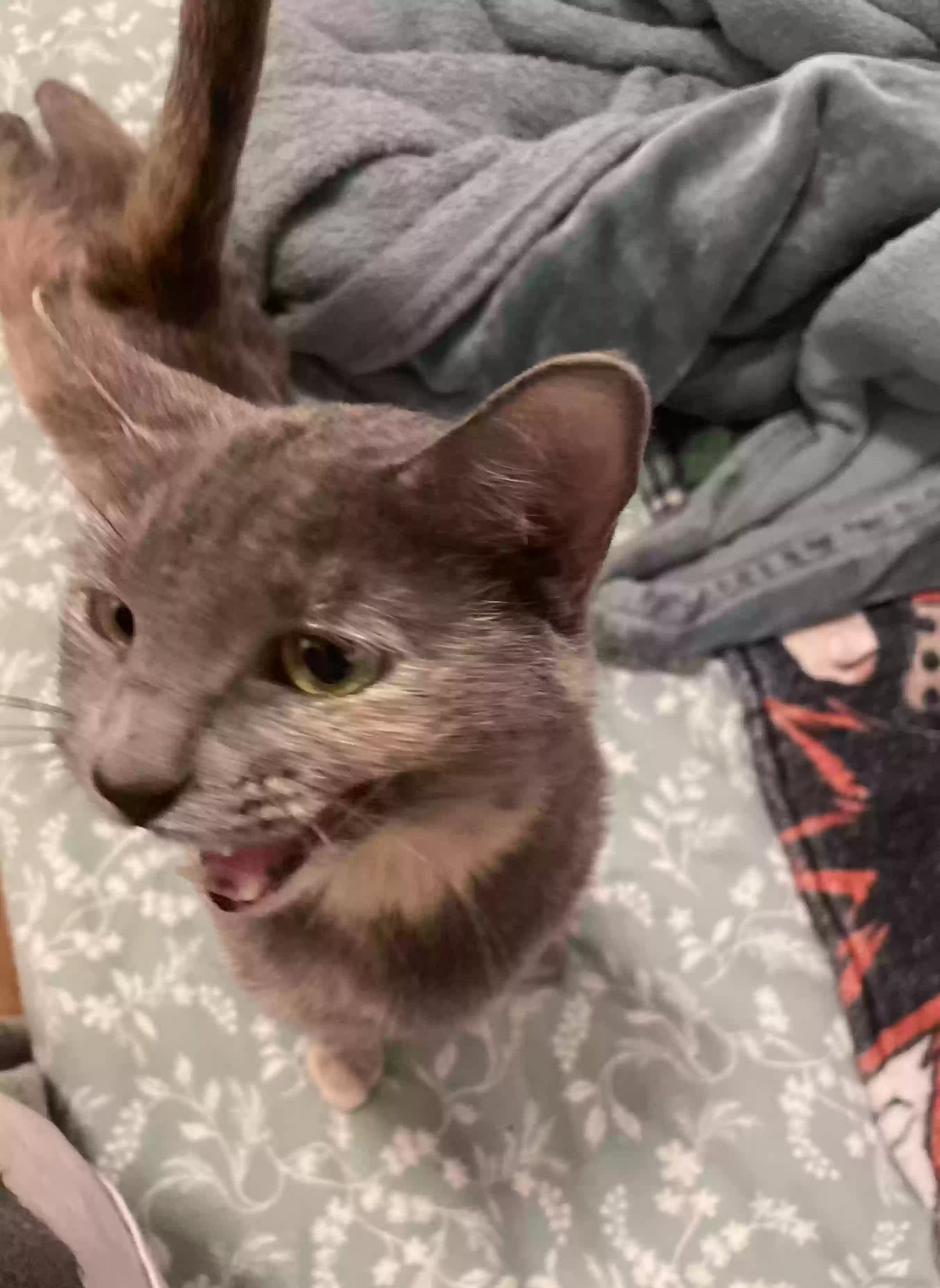 adoptable Cat in Wyoming,MI named mouse
