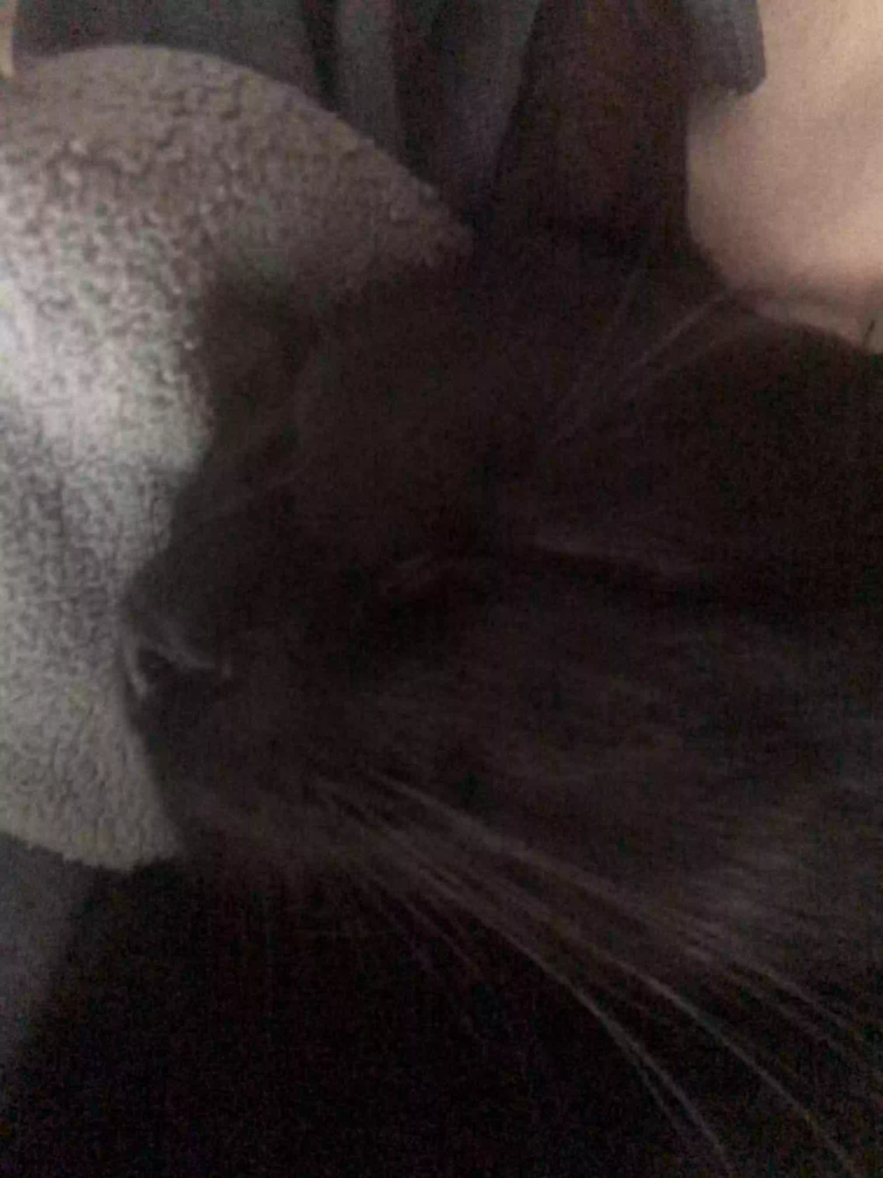 adoptable Cat in Wyoming,MI named bear