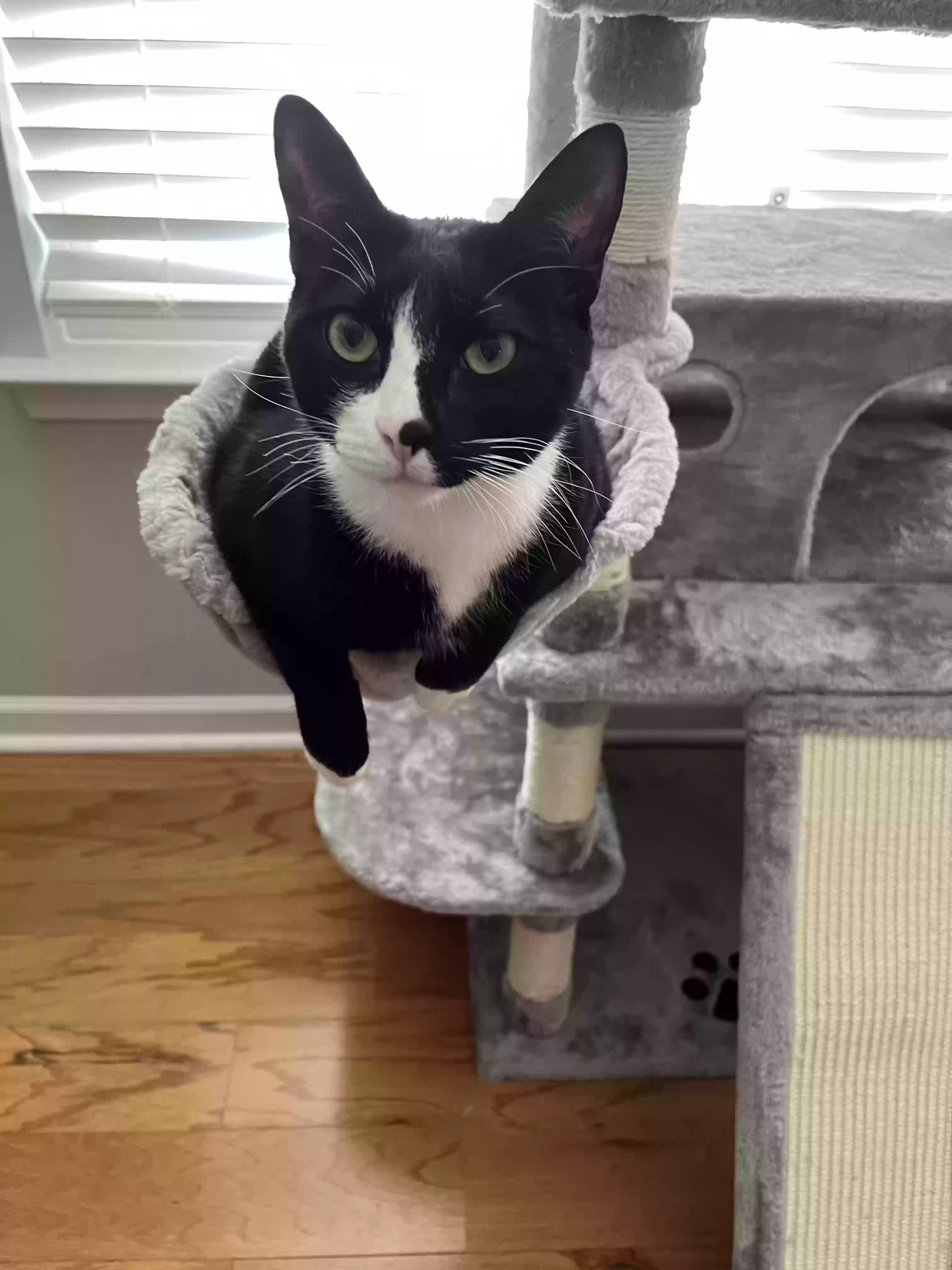 adoptable Cat in Canton,GA named Mickey