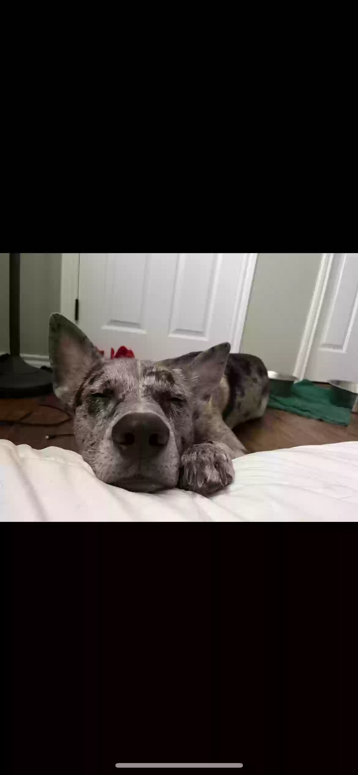 adoptable Dog in Cissna Park,IL named Jimi