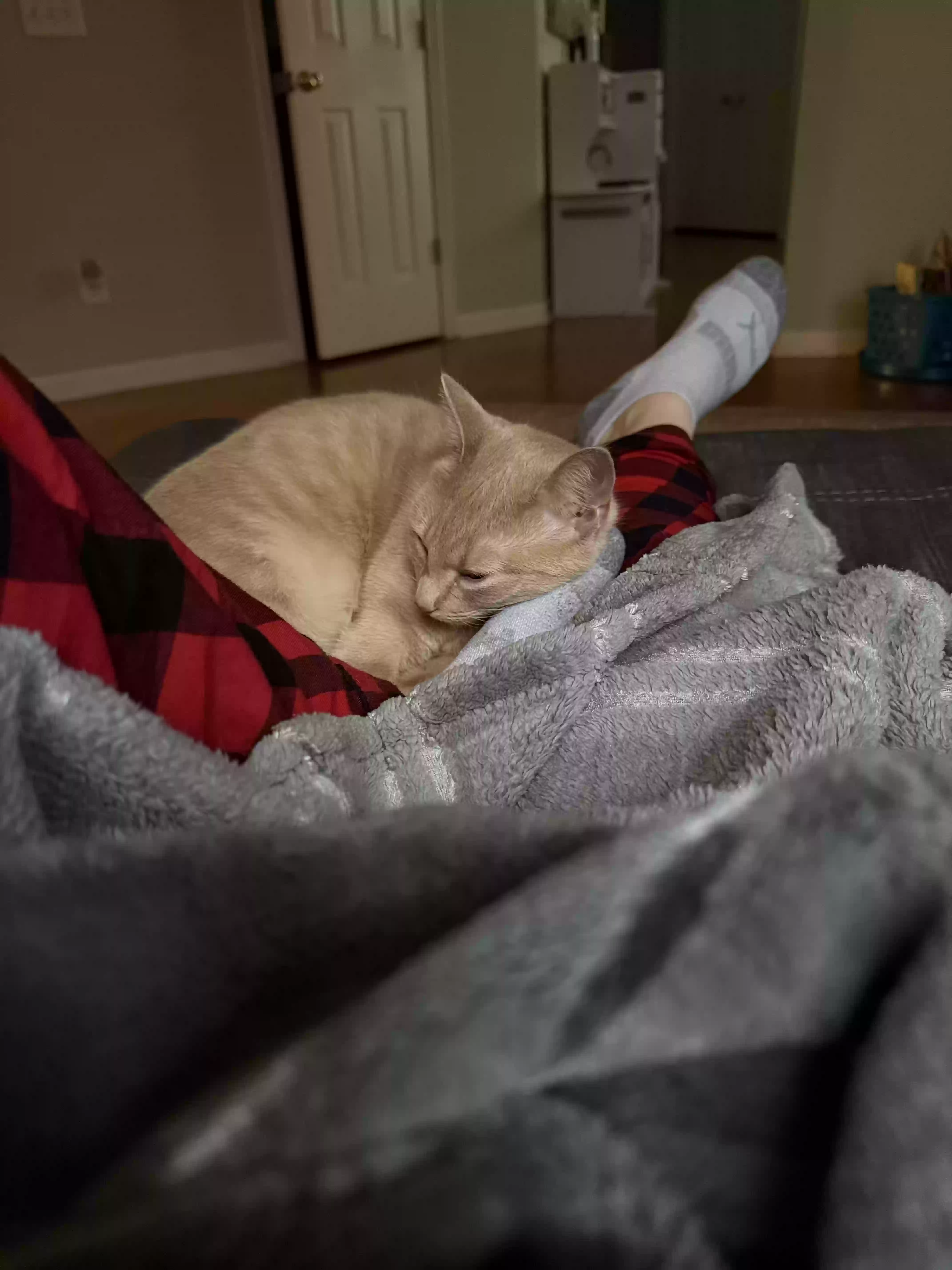 adoptable Cat in Canton,GA named Nala