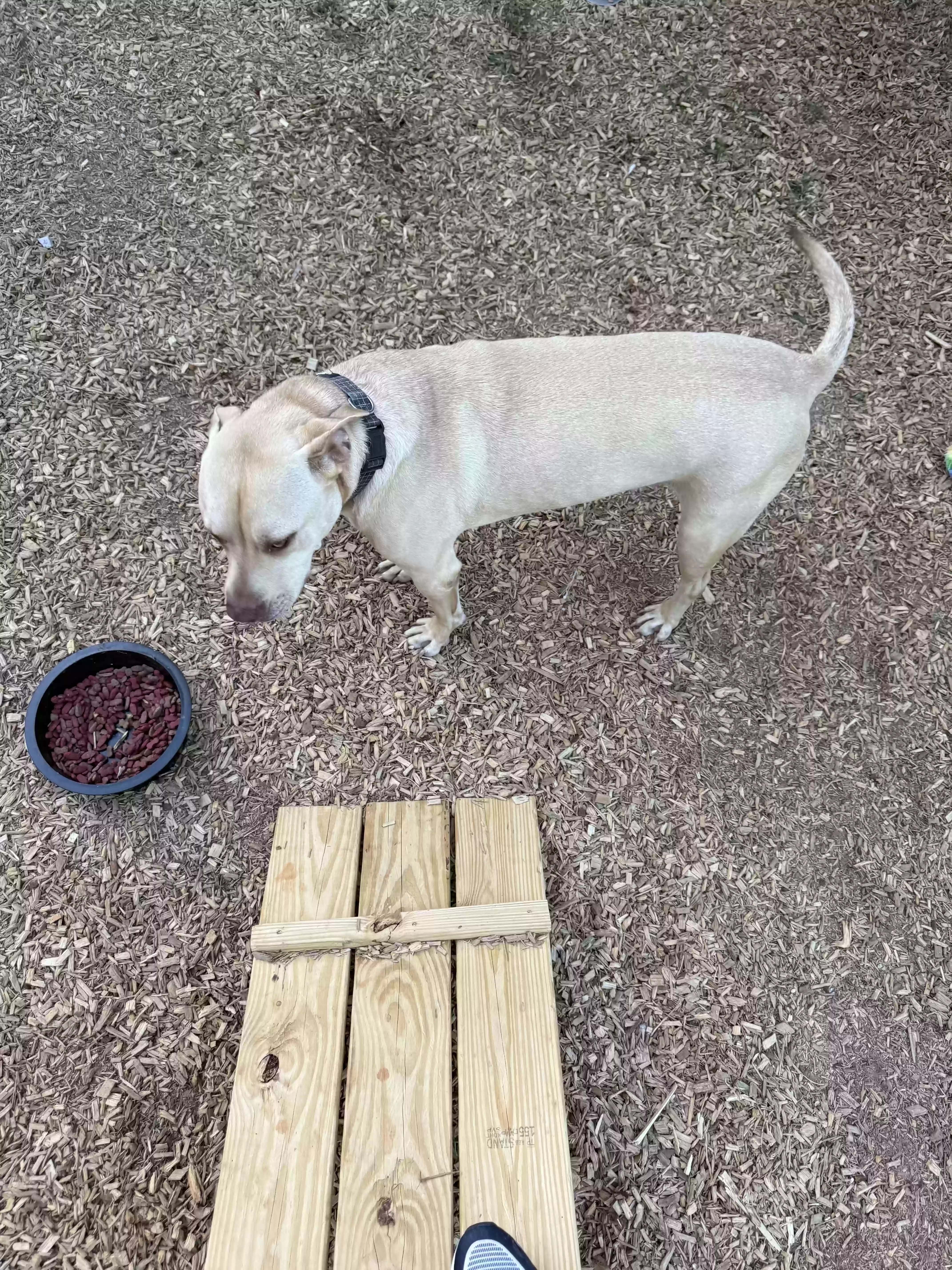 adoptable Dog in Conyers,GA named Rex