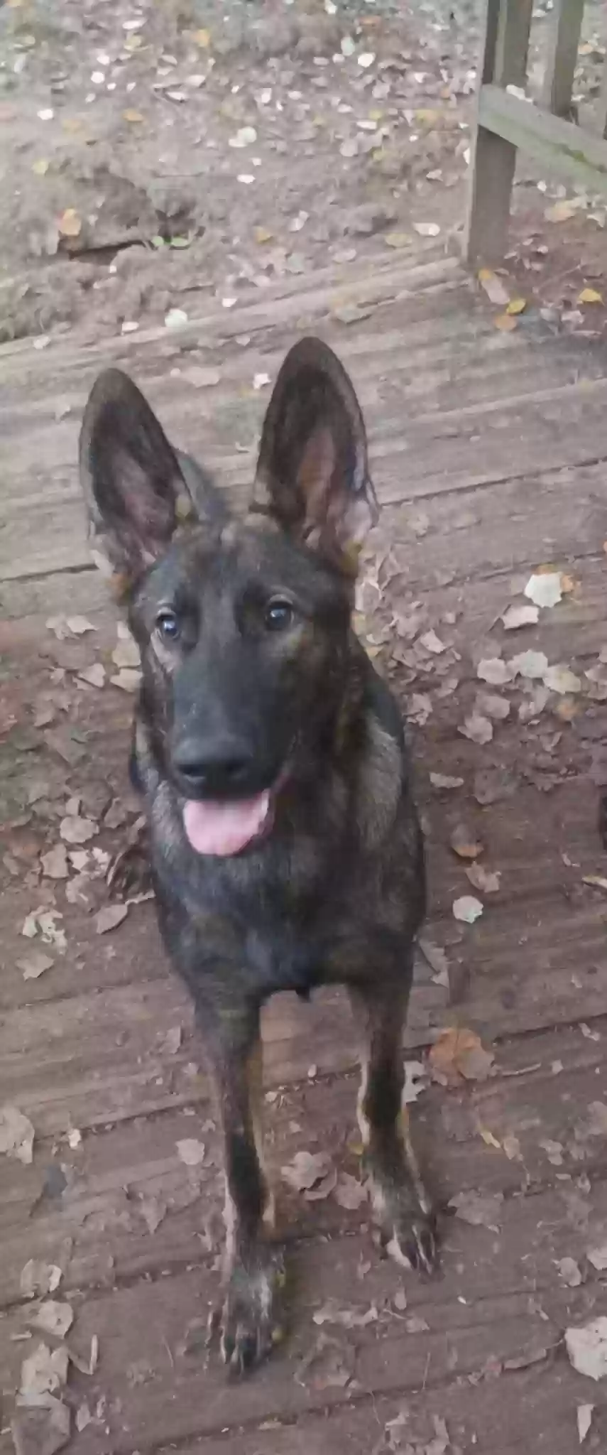 adoptable Dog in Poplar Bluff,MO named Ares