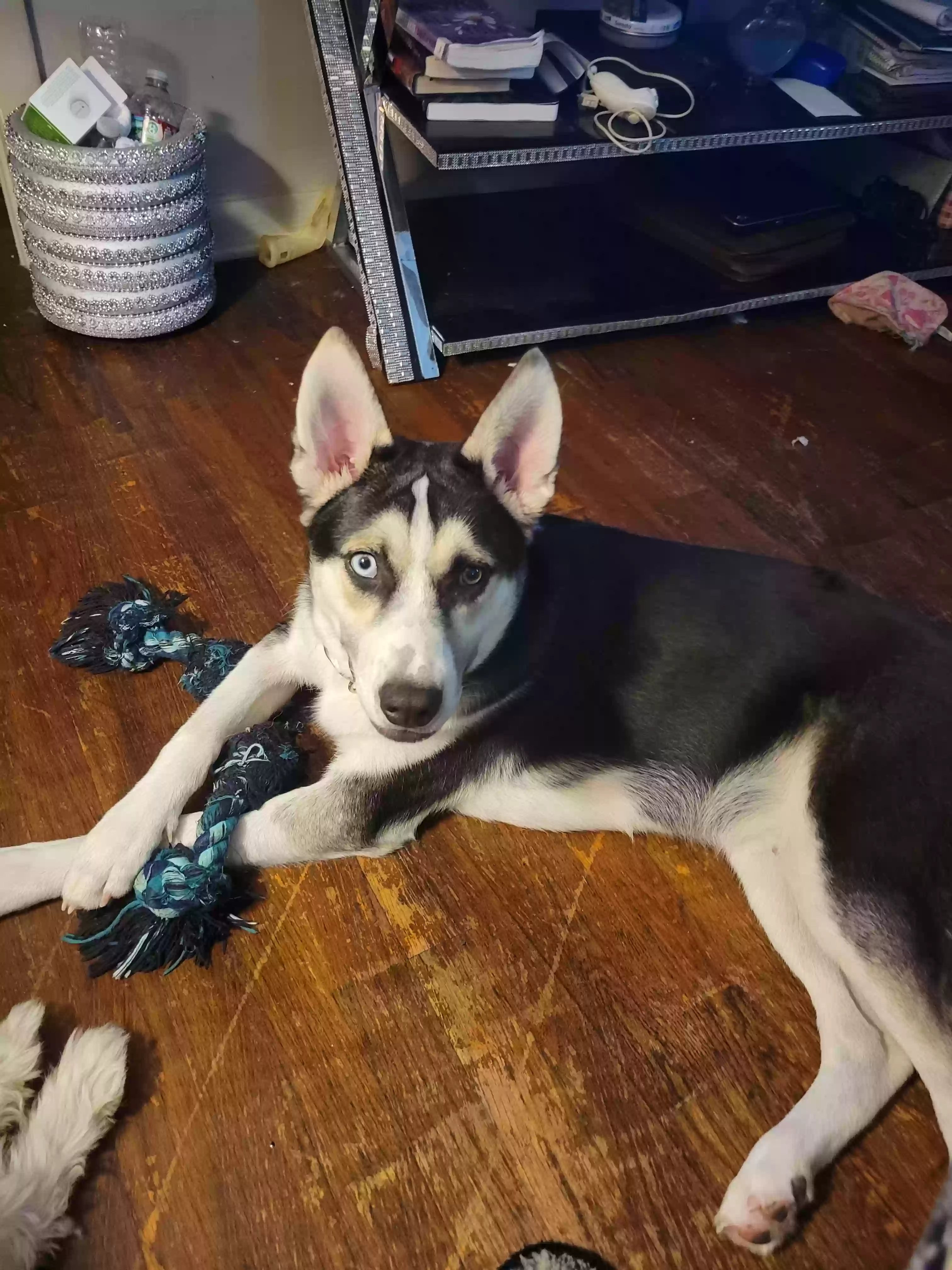 adoptable Dog in Tupelo,MS named Damian
