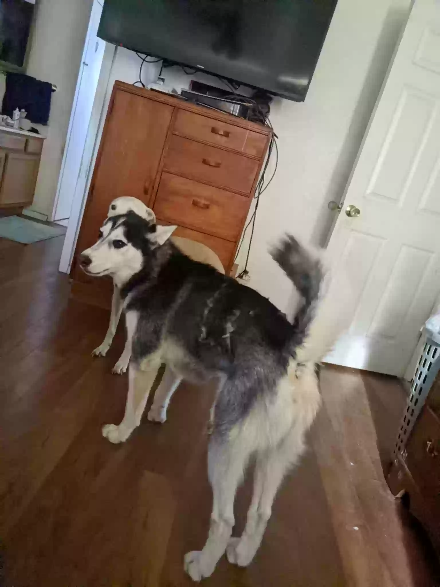 adoptable Dog in Prescott Valley,AZ named Maverick