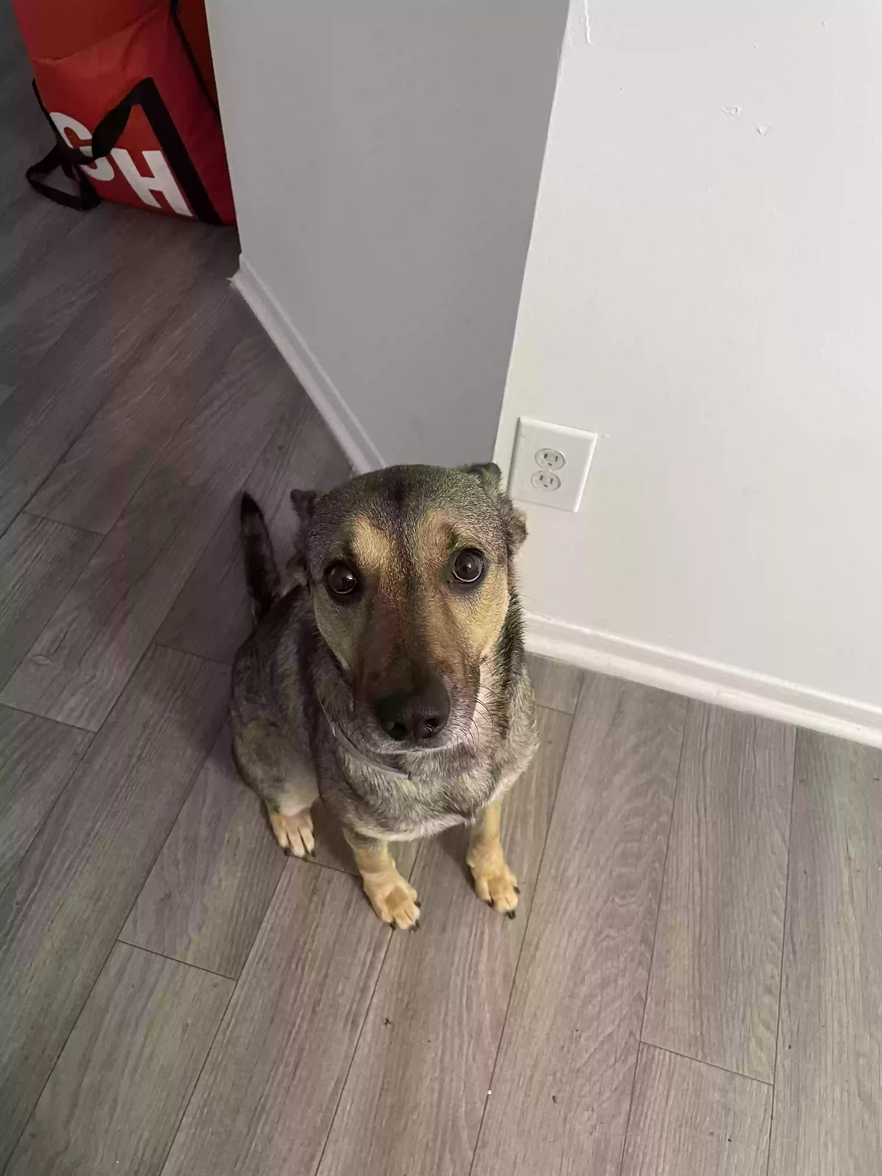 adoptable Dog in Stone Mountain,GA named Troy