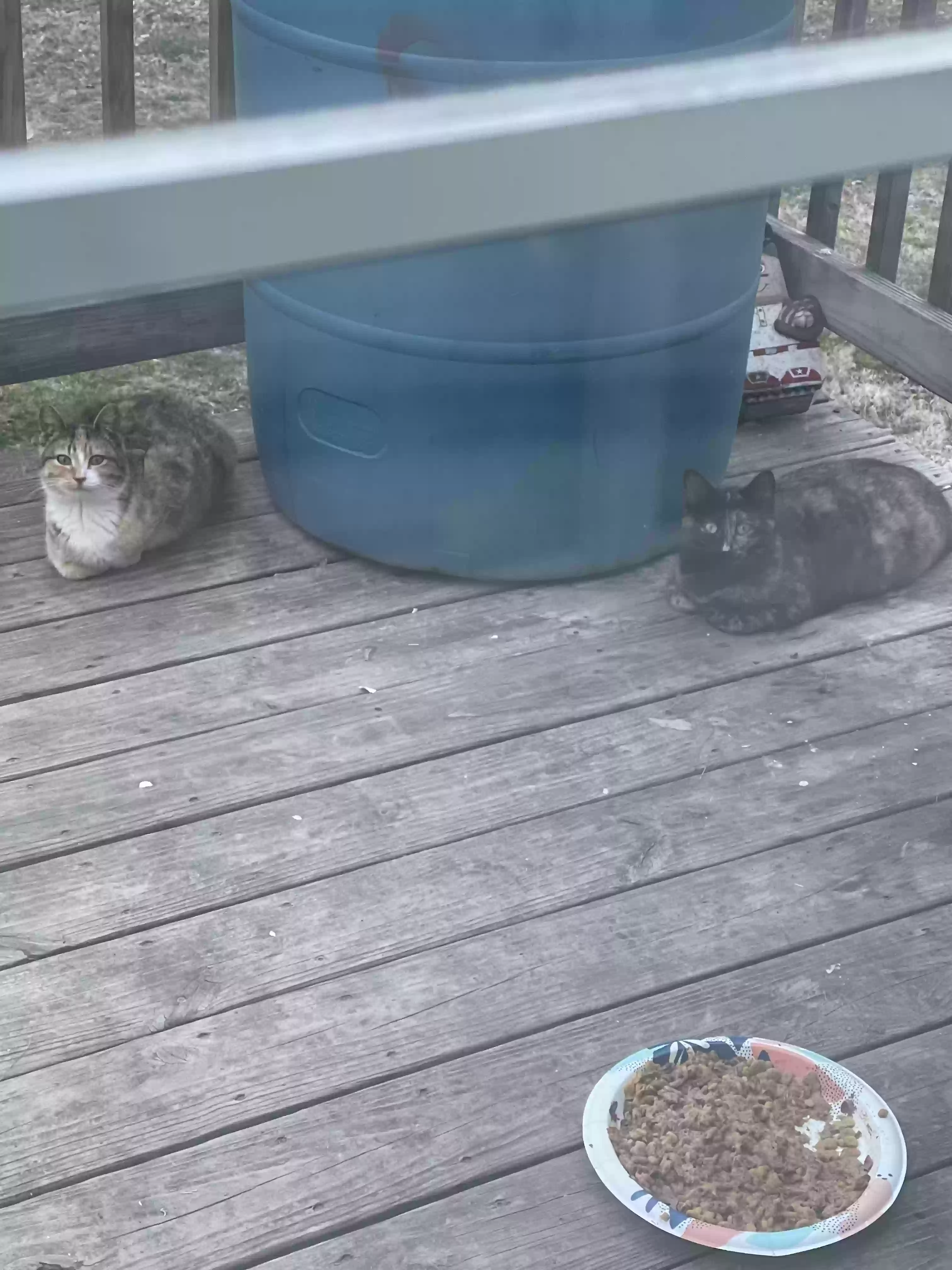 adoptable Cat in Jerseyville,IL named Suger and sweetie pie