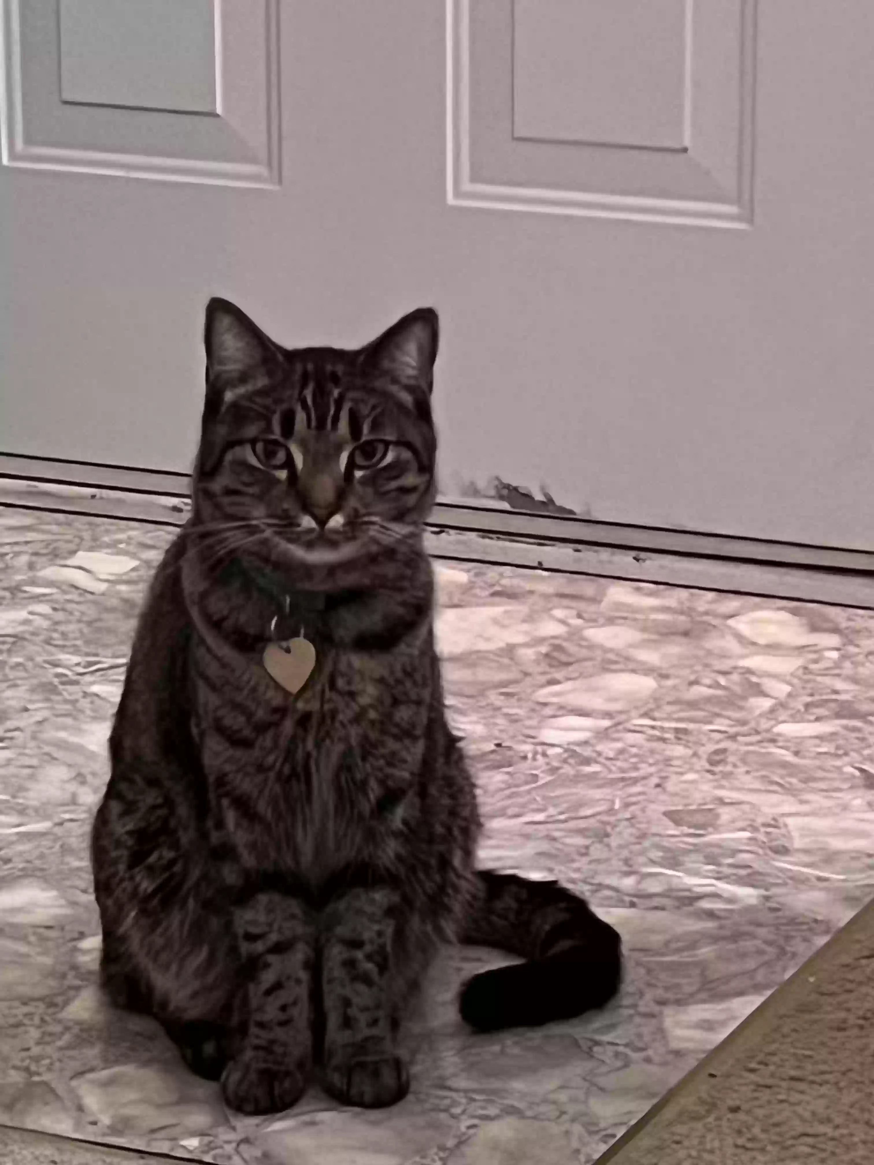 adoptable Cat in Garner,NC named Tom