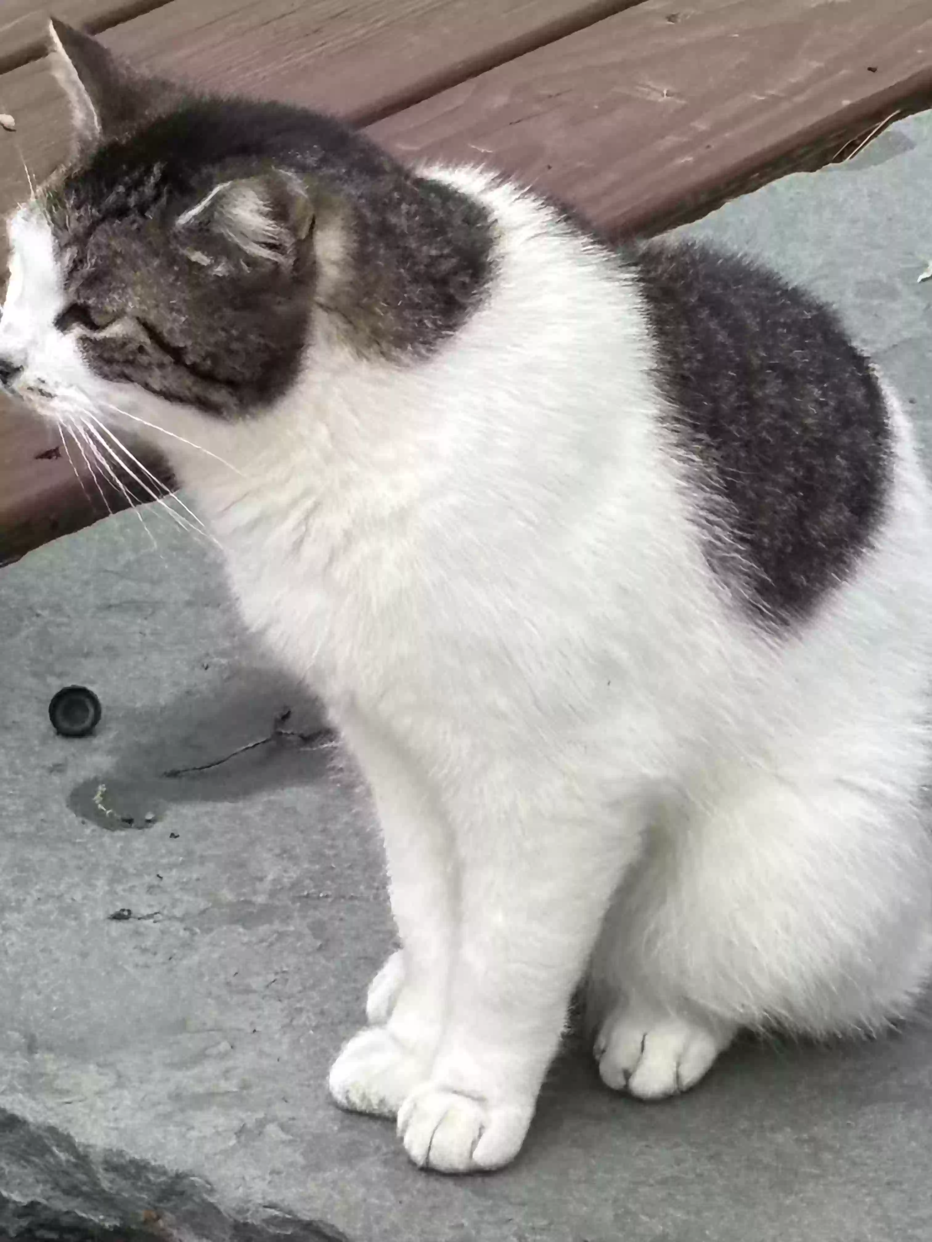 adoptable Cat in Staten Island,NY named ?
