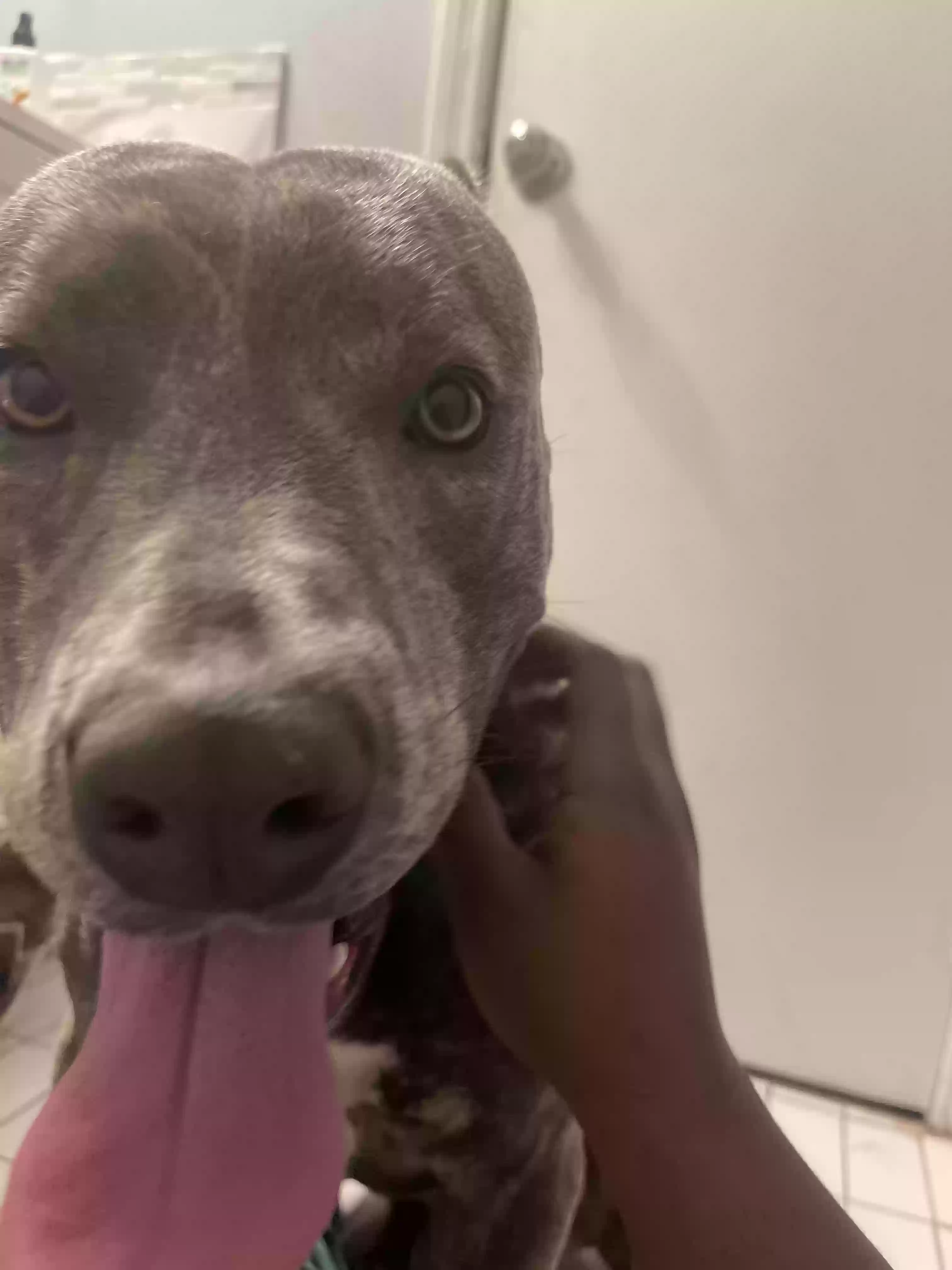 adoptable Dog in Arverne,NY named Rocko