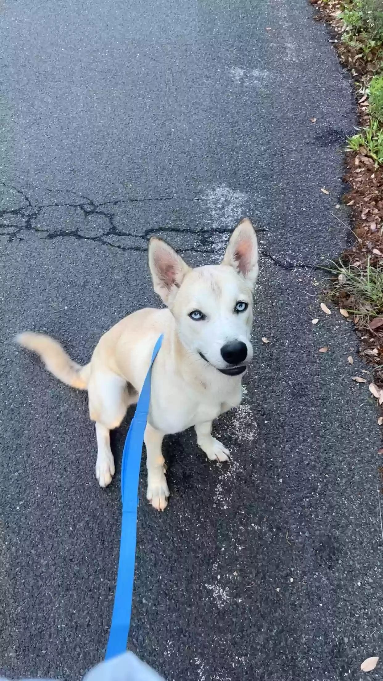 adoptable Dog in Austin,TX named Henry