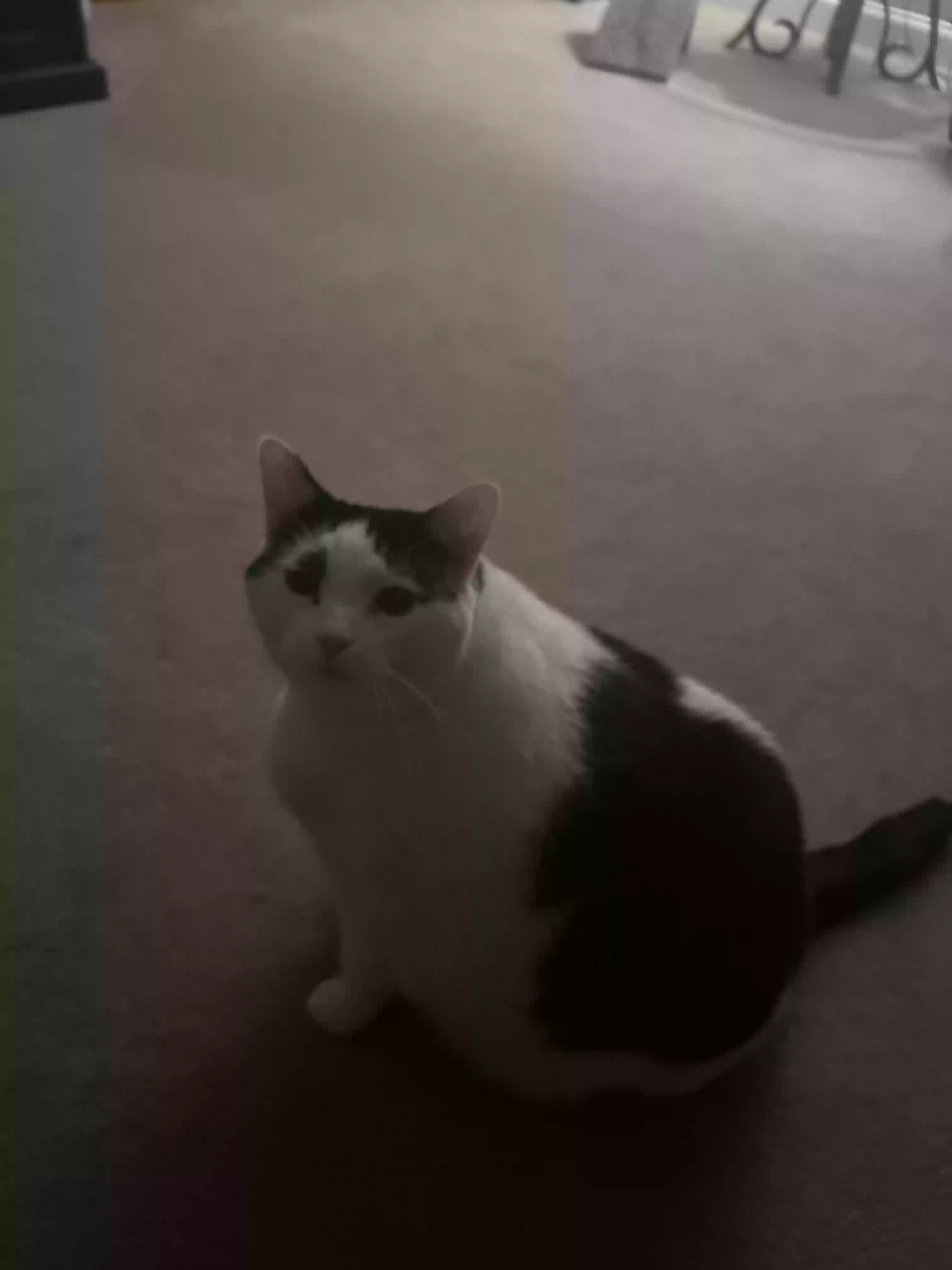 adoptable Cat in Brandywine,MD named Minnie