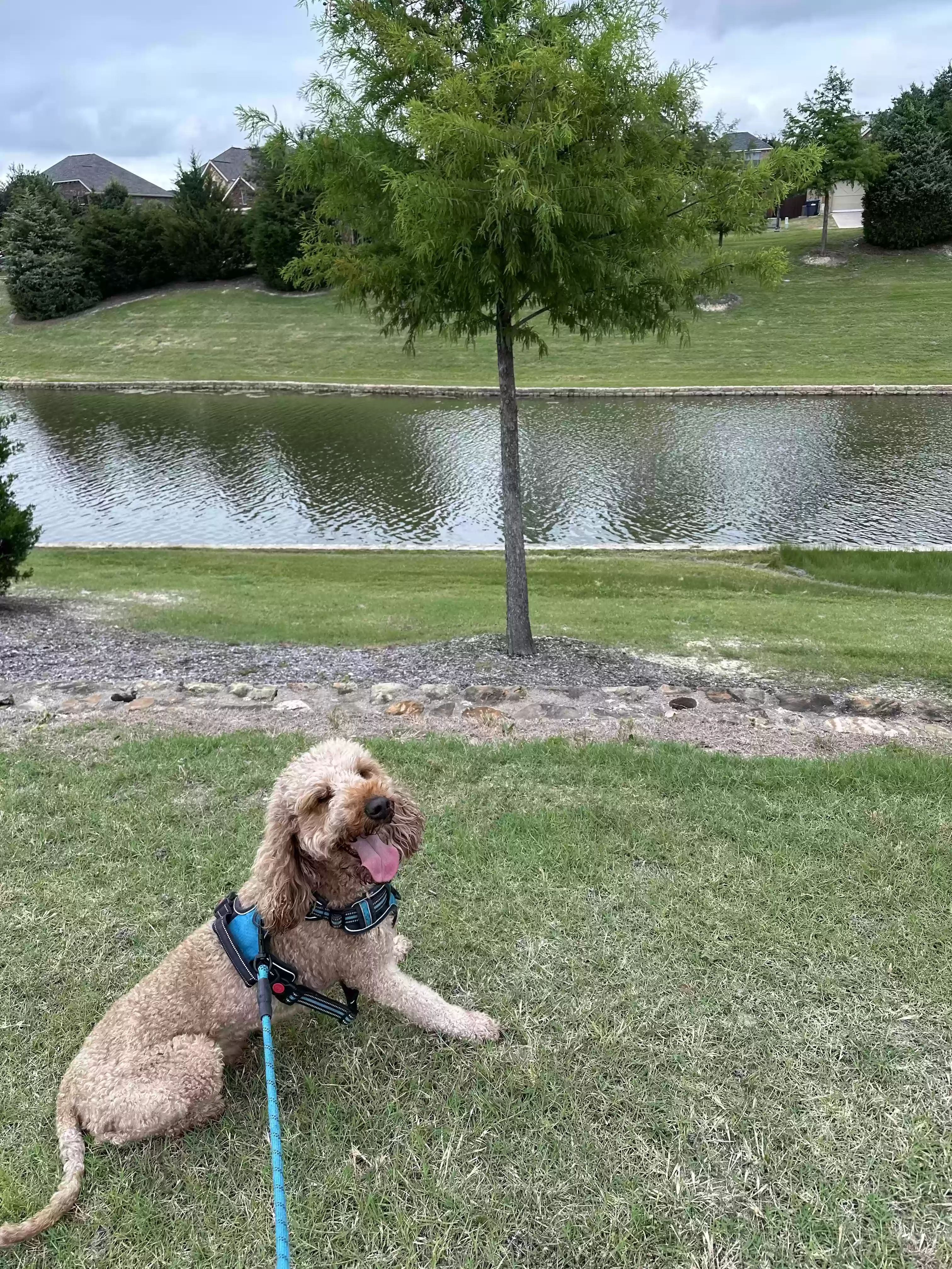adoptable Dog in Mckinney,TX named Charlee