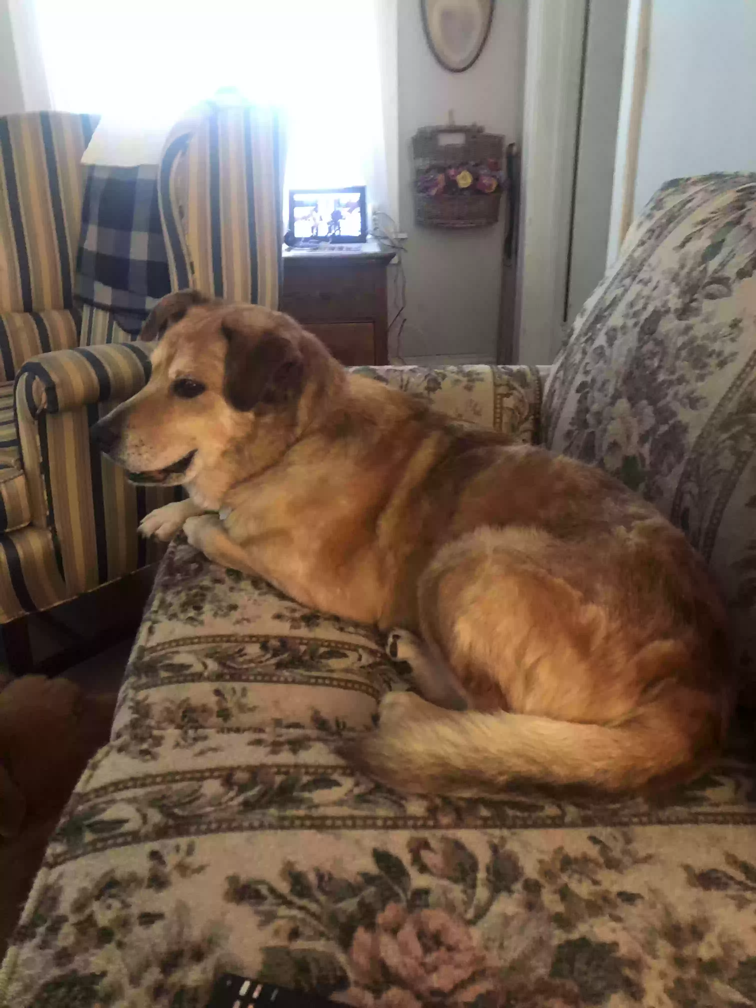 adoptable Dog in Zebulon,NC named Stray Dog Roscoe