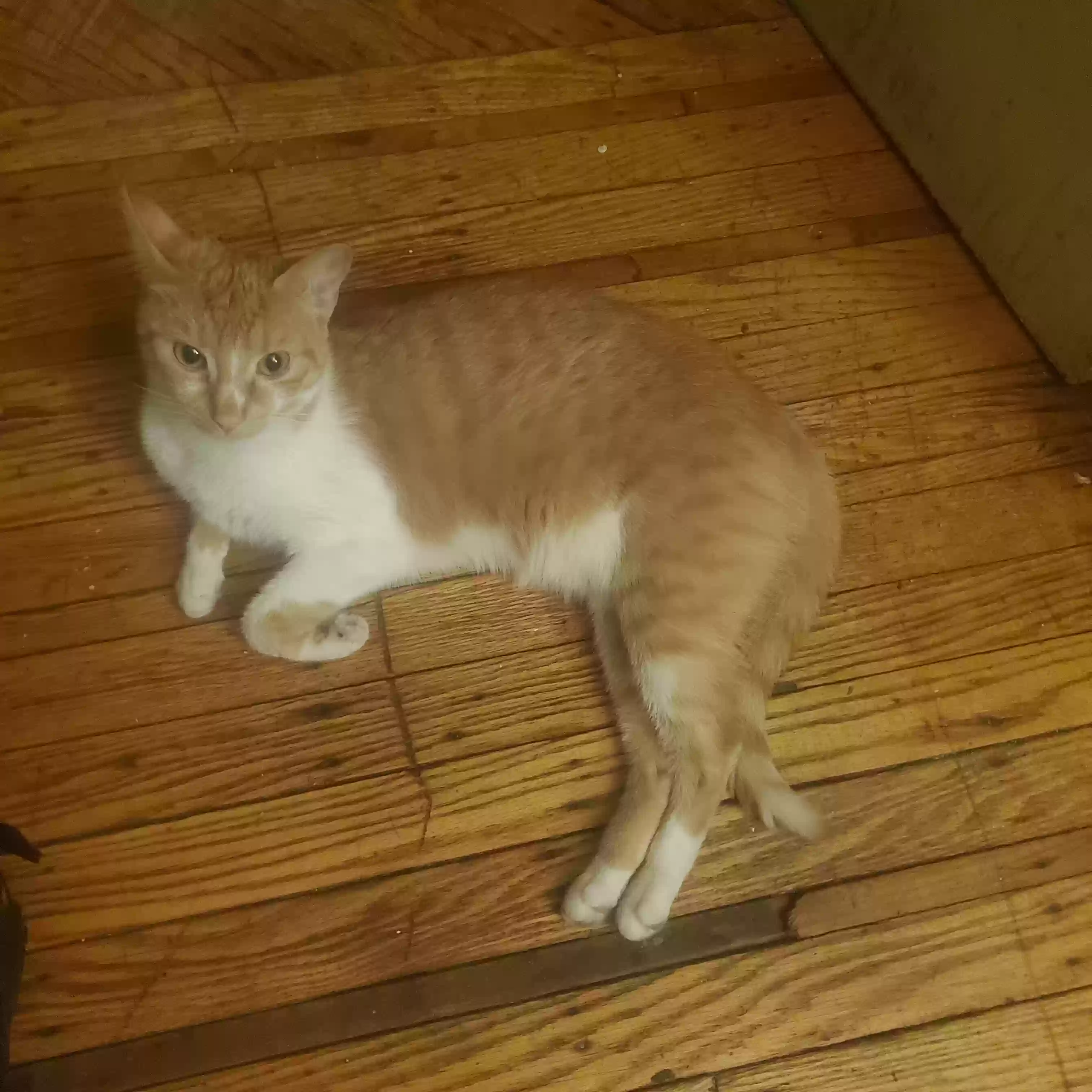 adoptable Cat in Newark,NJ named Panda