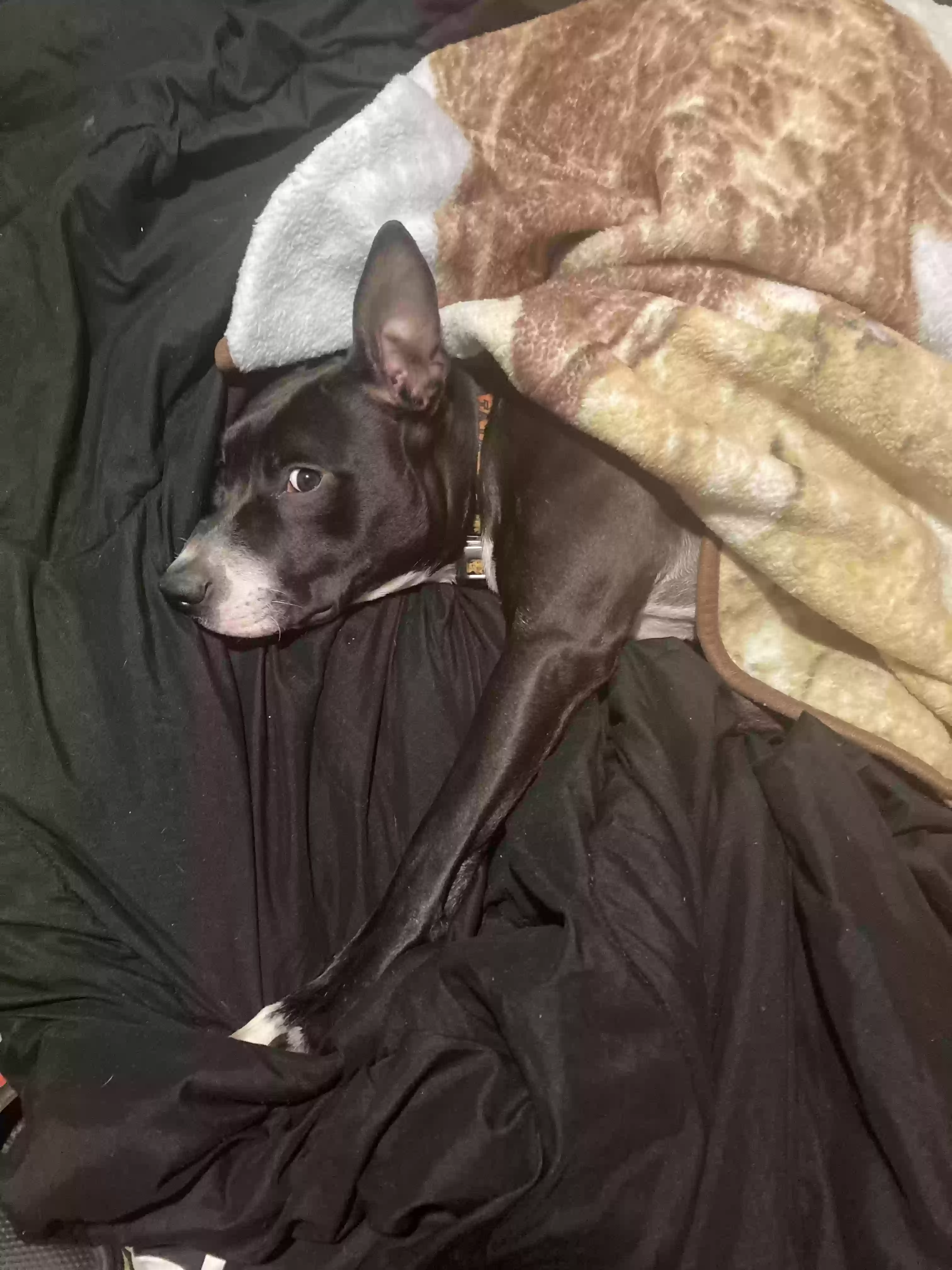 adoptable Dog in Forest Park,GA named Creed