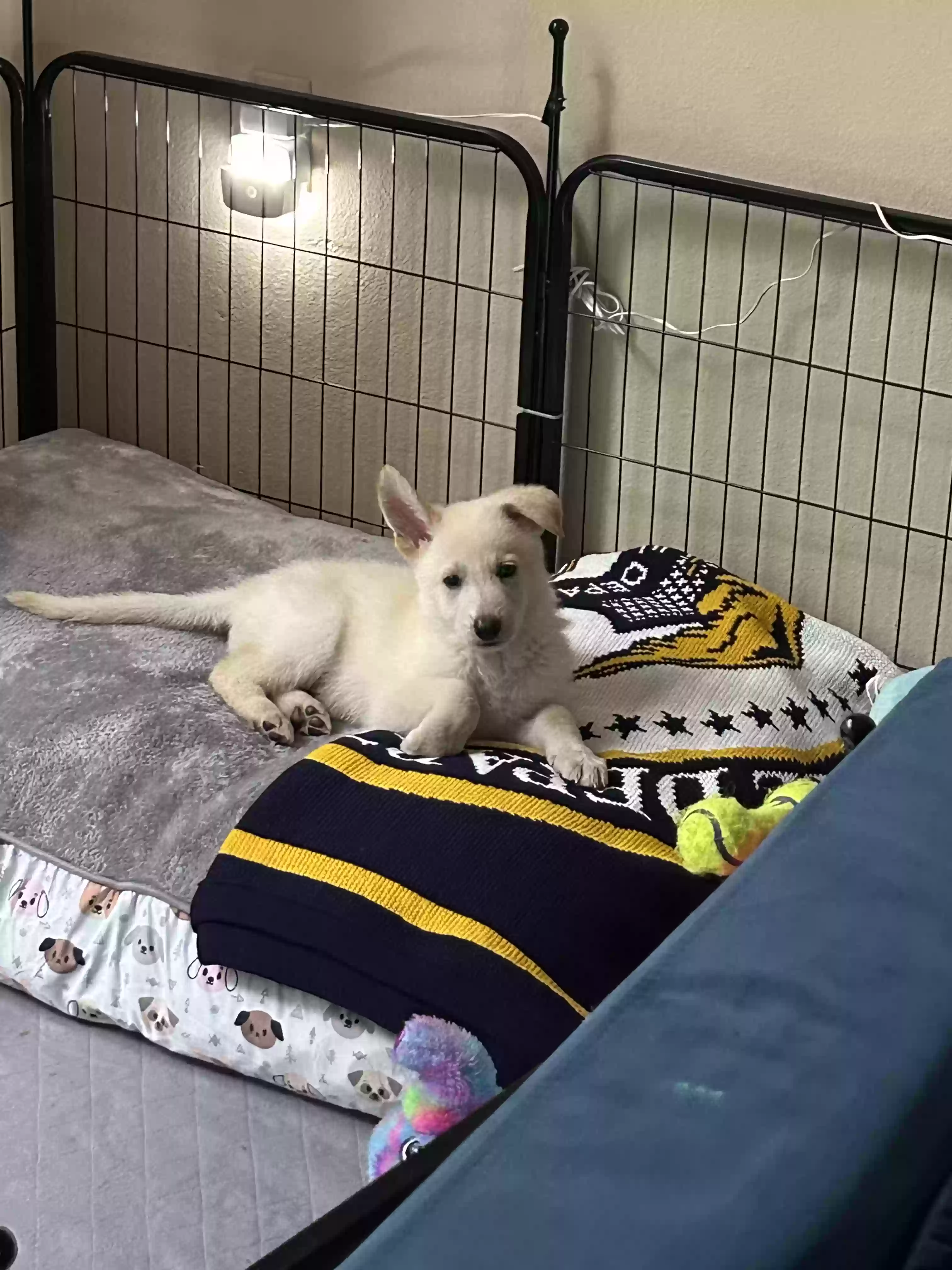 adoptable Dog in Memphis,TN named Cairo