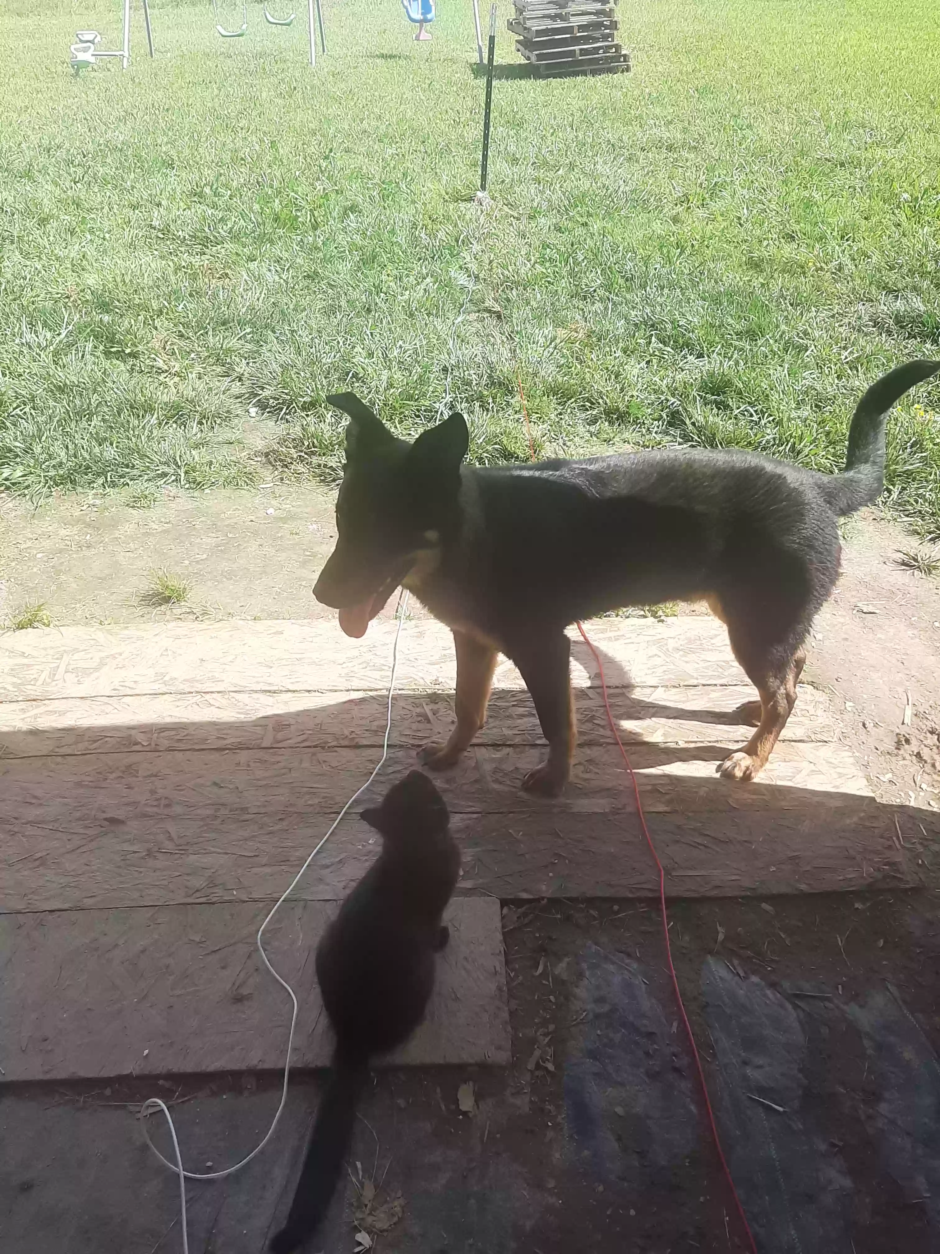 adoptable Dog in Naylor,MO named Chance